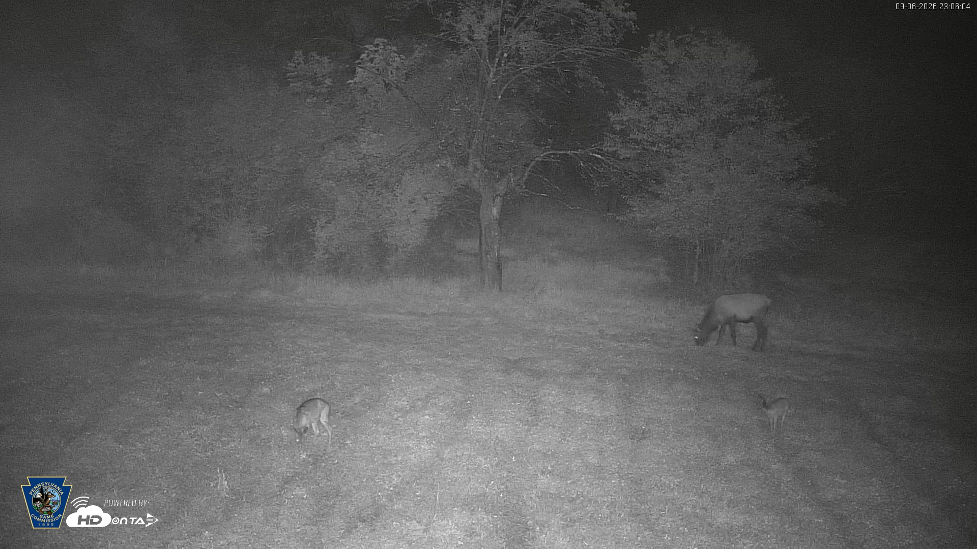 Snapshot of Pennsylvania Elk Live Webcam taken Sep 6, 2026, 11:06pm EDT