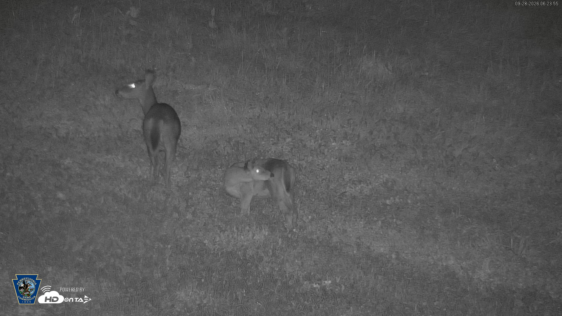 Snapshot of Pennsylvania Elk Live Webcam taken Sep 28, 2026, 6:24am EDT