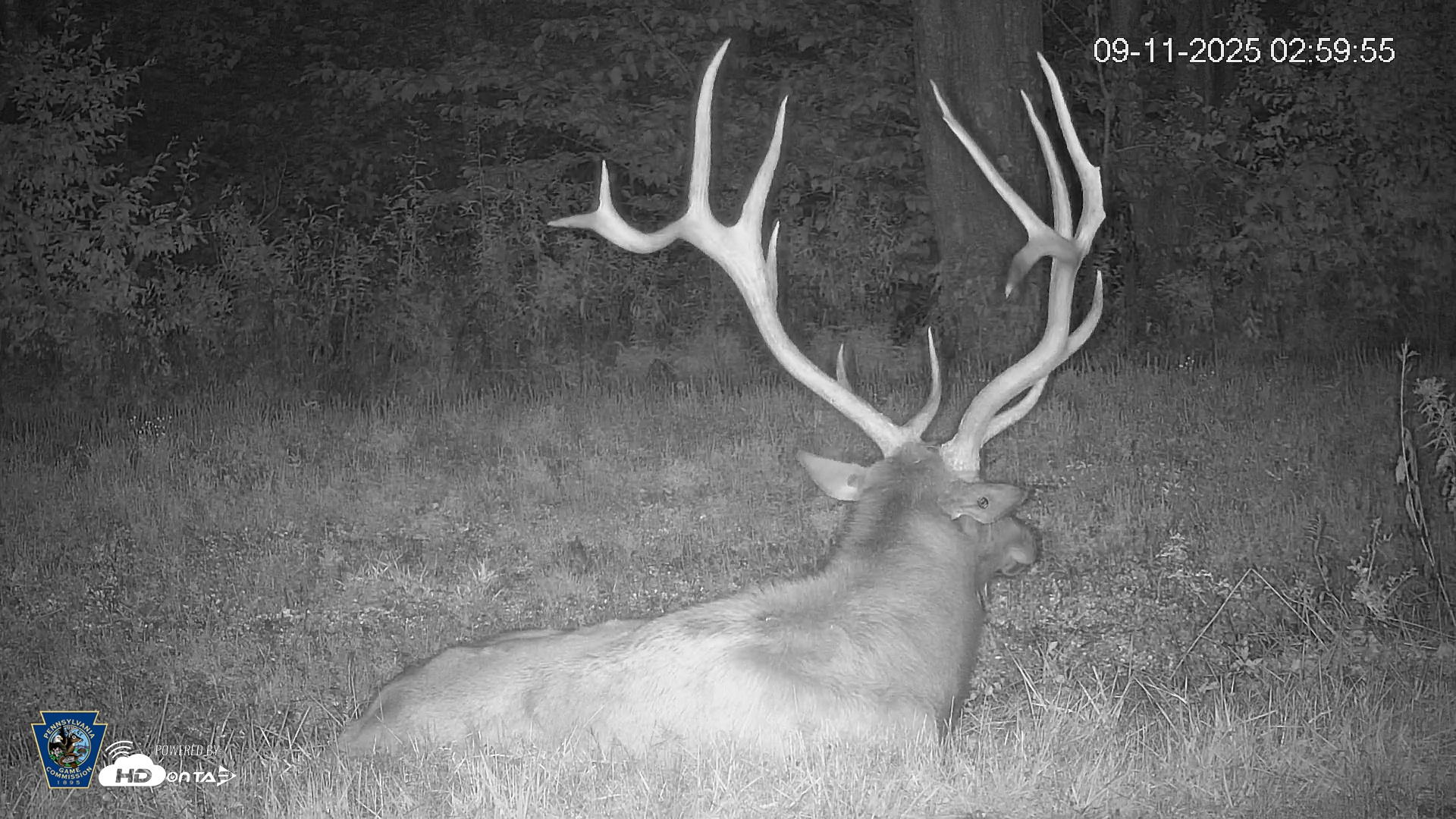 Snapshot of Pennsylvania Elk Live Webcam taken Sep 11, 2025, 3:00am EDT
