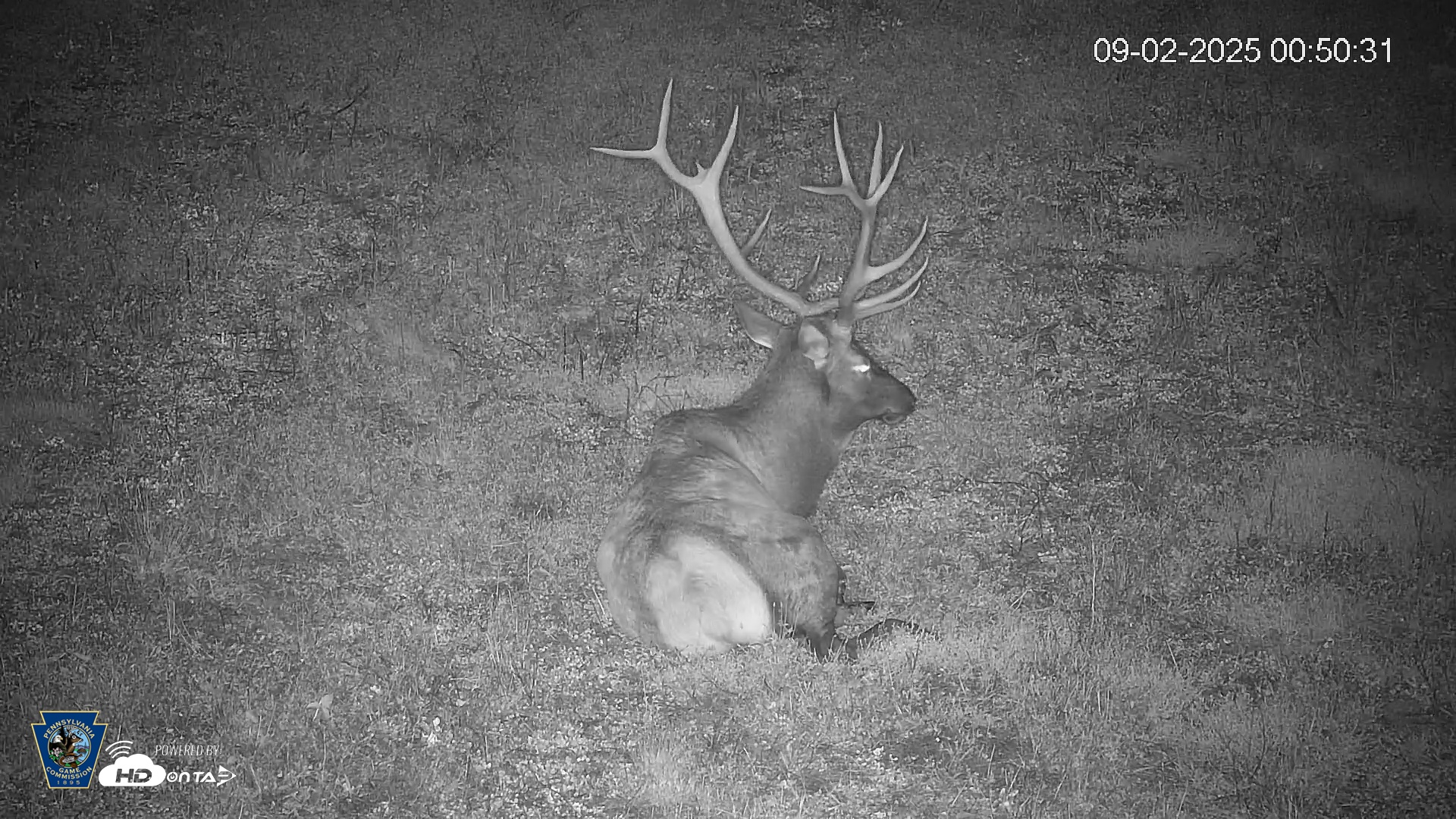 Snapshot of Pennsylvania Elk Live Webcam taken Sep 2, 2025, 12:51am EDT