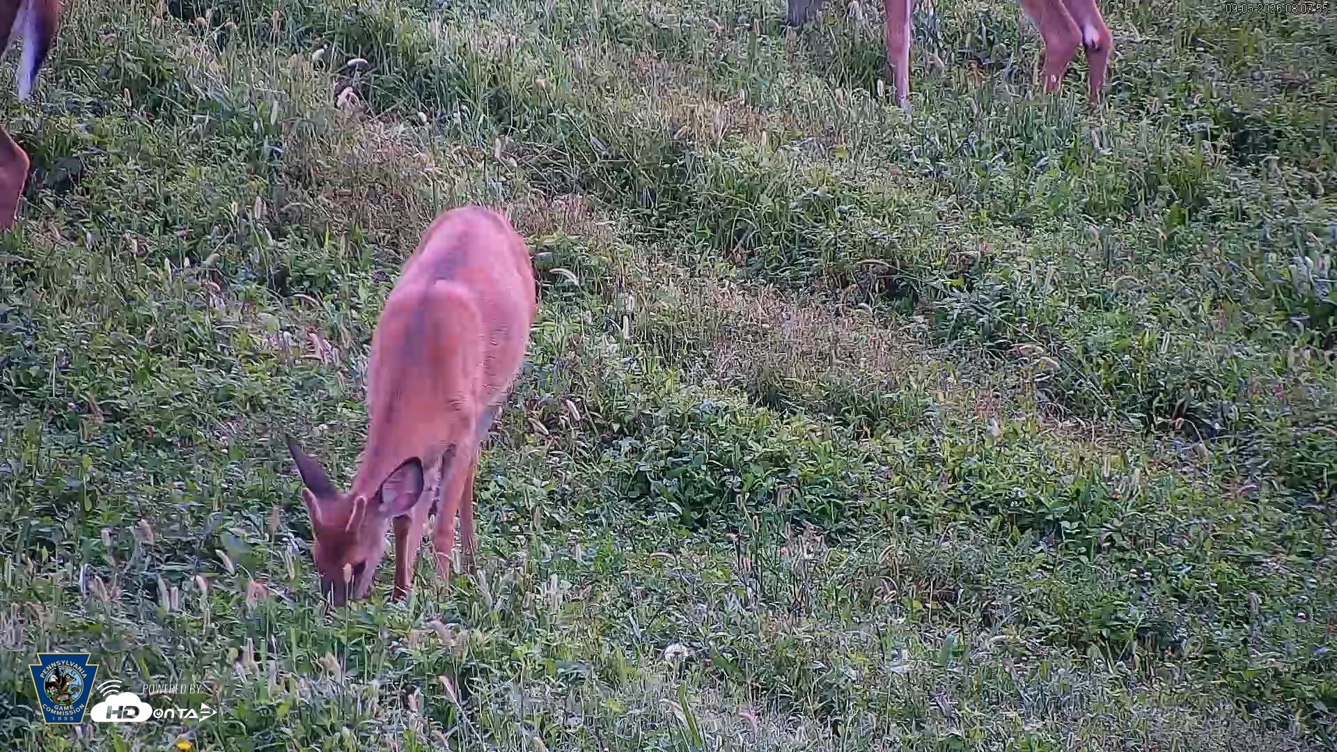 Snapshot of Pennsylvania Elk Live Webcam taken Sep 5, 2026, 8:09am EDT