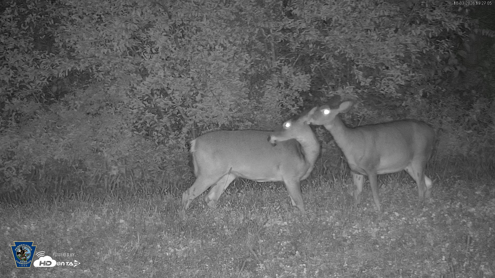 Snapshot of Pennsylvania Elk Live Webcam taken Oct 3, 2026, 7:28pm EDT