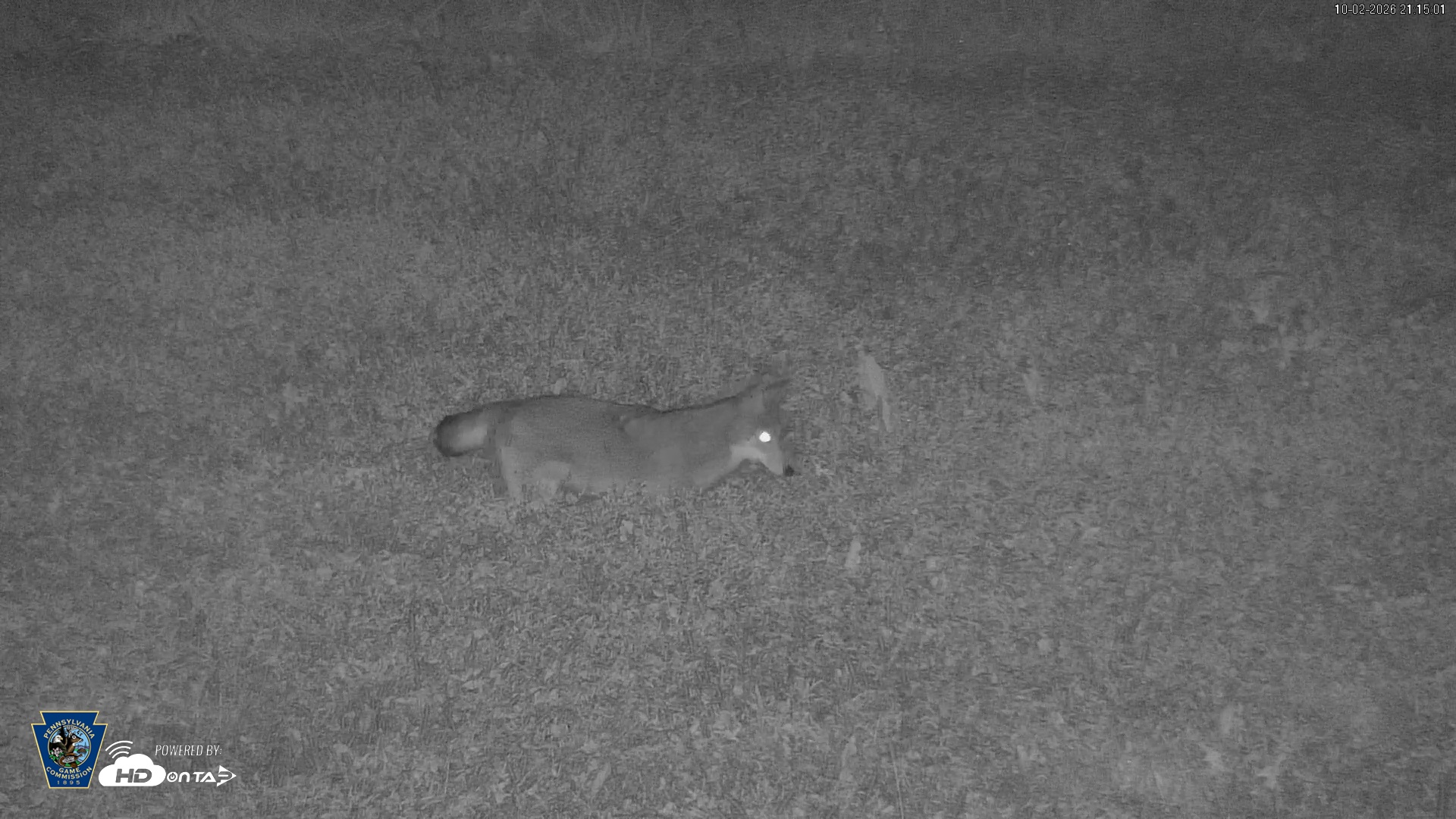 Snapshot of Pennsylvania Elk Live Webcam taken Oct 2, 2026, 9:15pm EDT