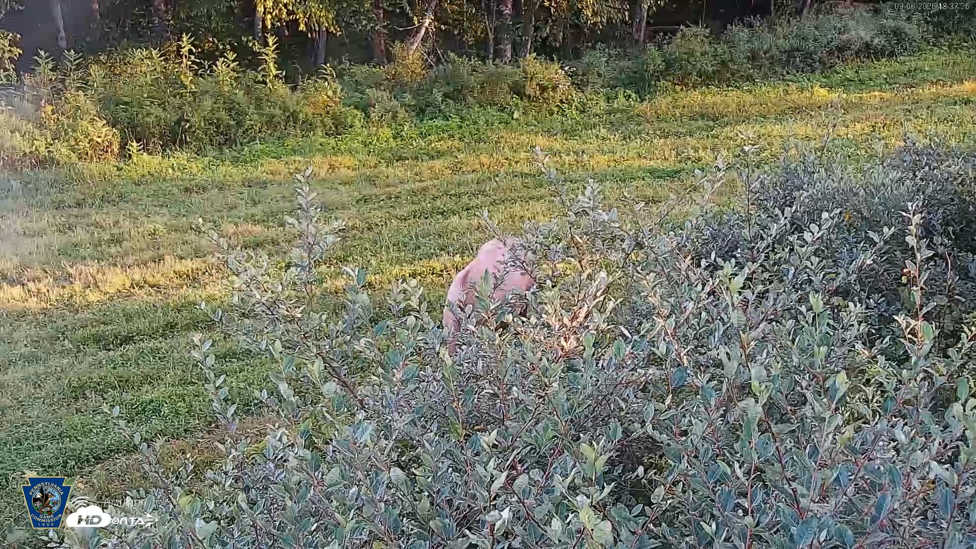 Snapshot of Pennsylvania Elk Live Webcam taken Sep 6, 2026, 6:38pm EDT