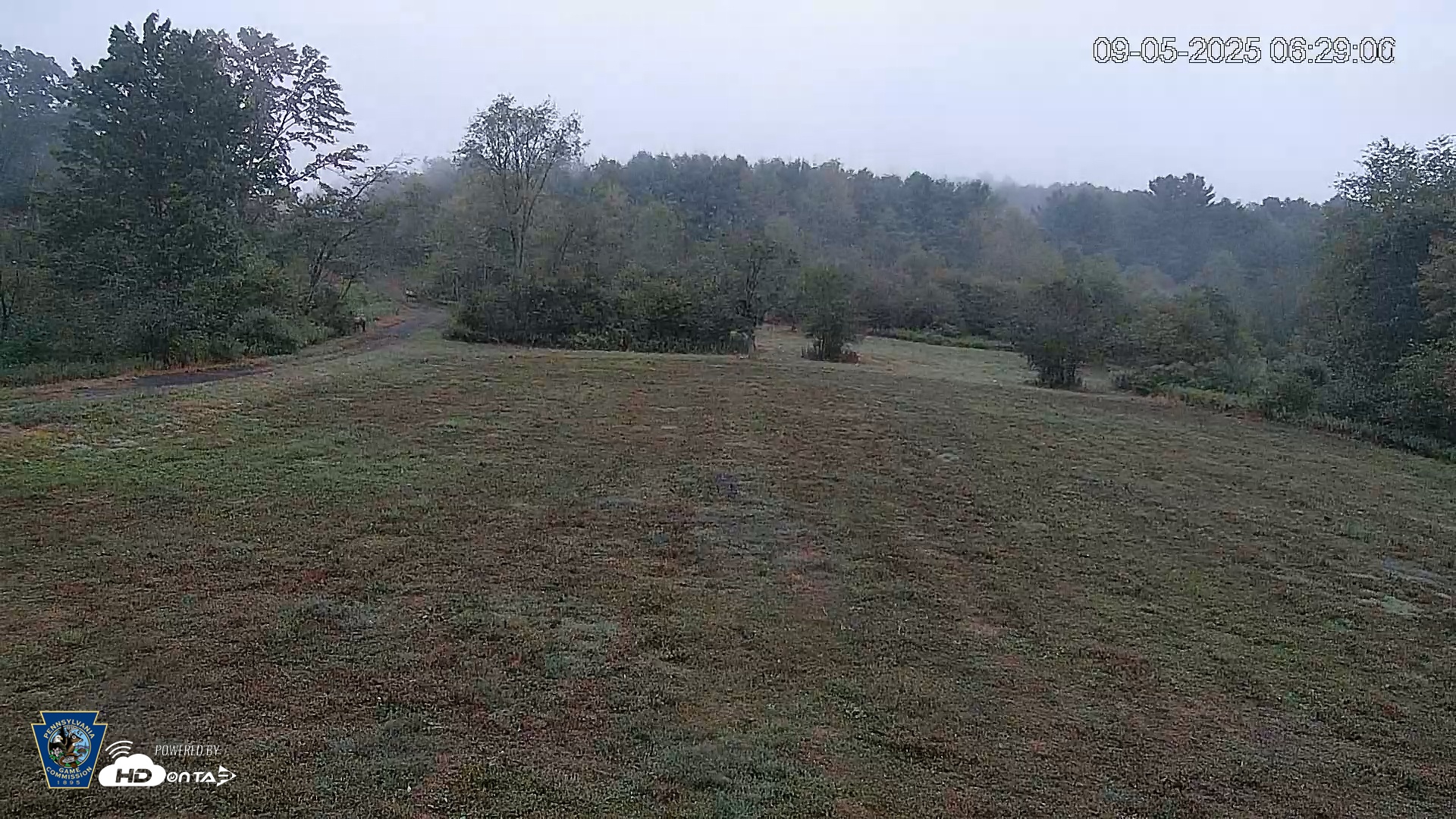 Snapshot of Pennsylvania Elk Live Webcam taken Sep 5, 2025, 6:30am EDT