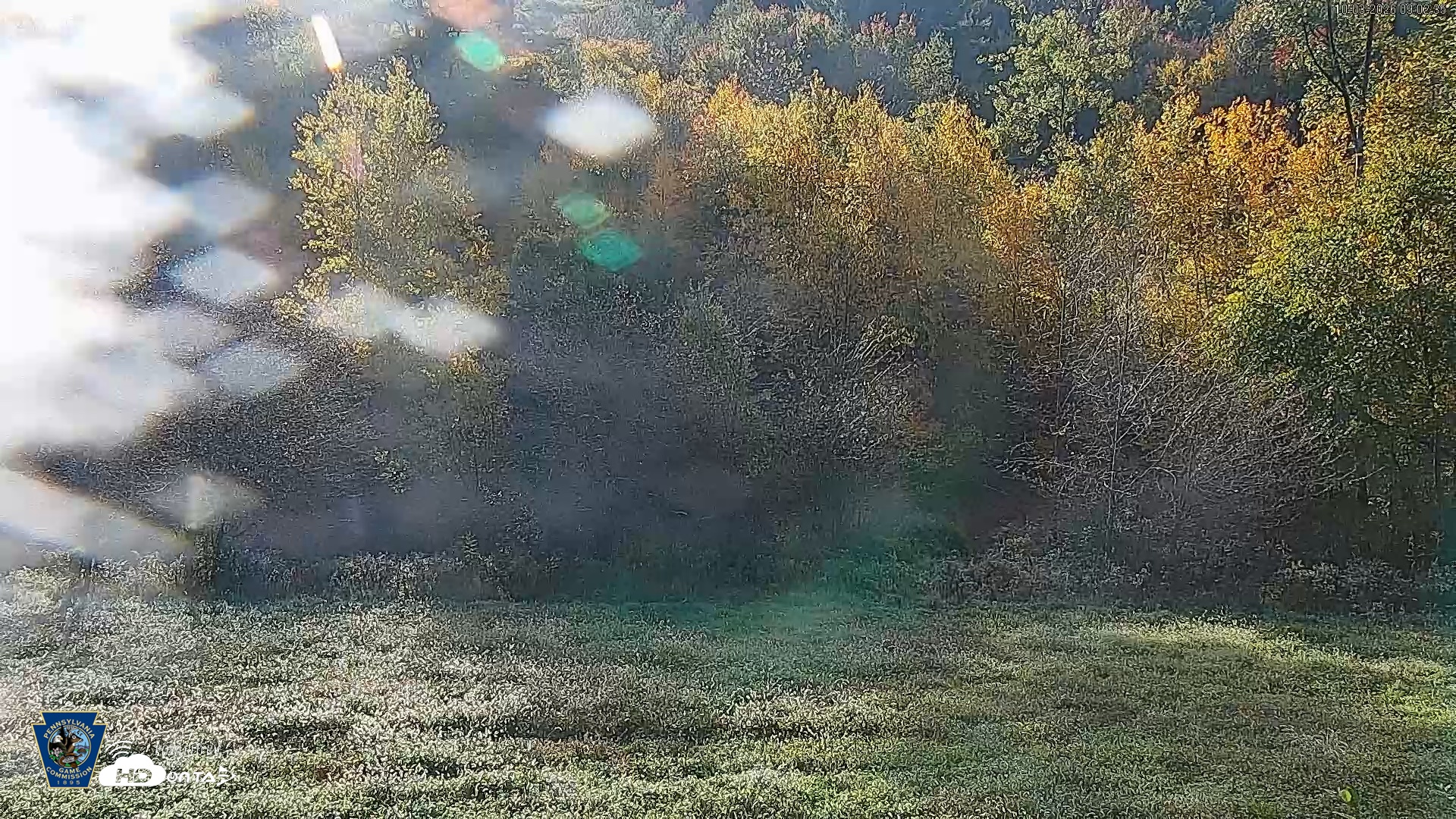 Snapshot of Pennsylvania Elk Live Webcam taken Oct 3, 2026, 9:03am EDT