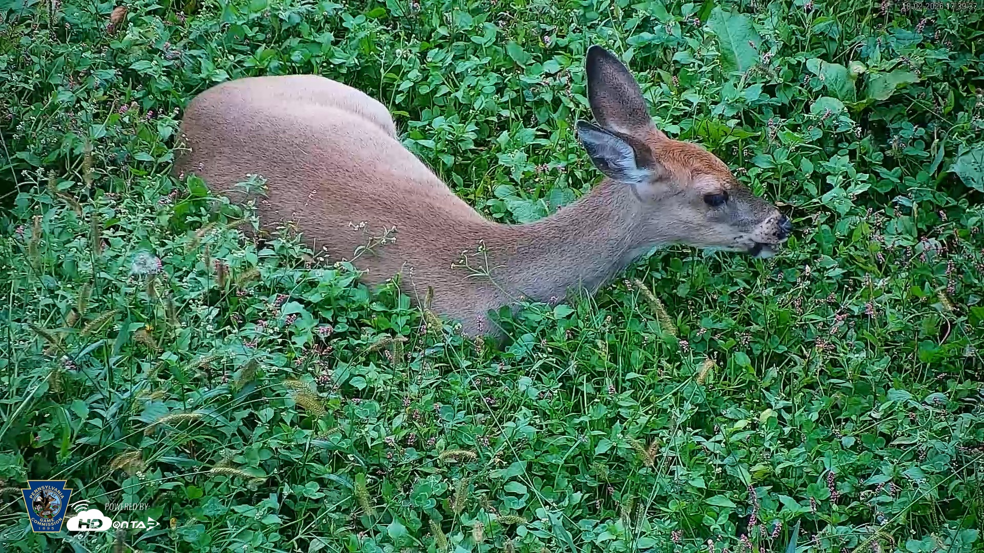 Snapshot of Pennsylvania Elk Live Webcam taken Oct 2, 2026, 5:40pm EDT
