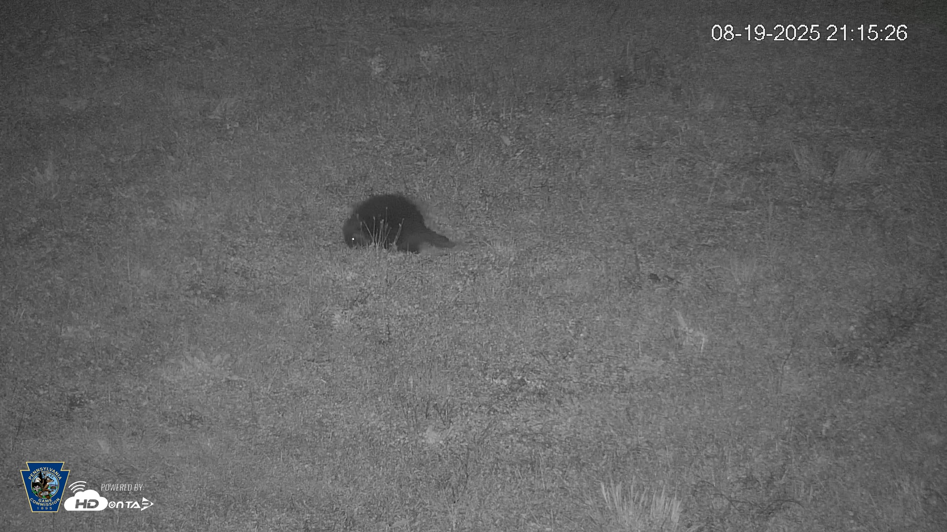 Snapshot of Pennsylvania Elk Live Webcam taken Aug 19, 2025, 9:15pm EDT