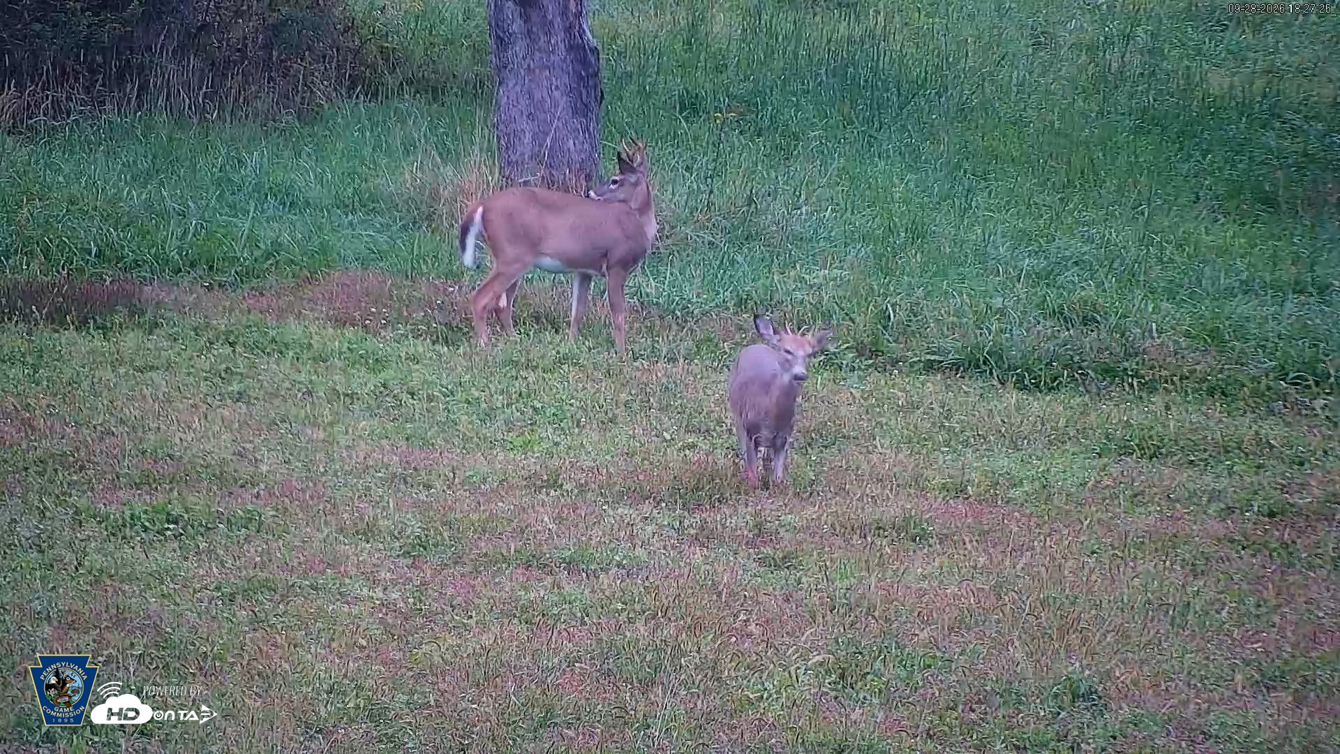 Snapshot of Pennsylvania Elk Live Webcam taken Sep 28, 2026, 6:29pm EDT