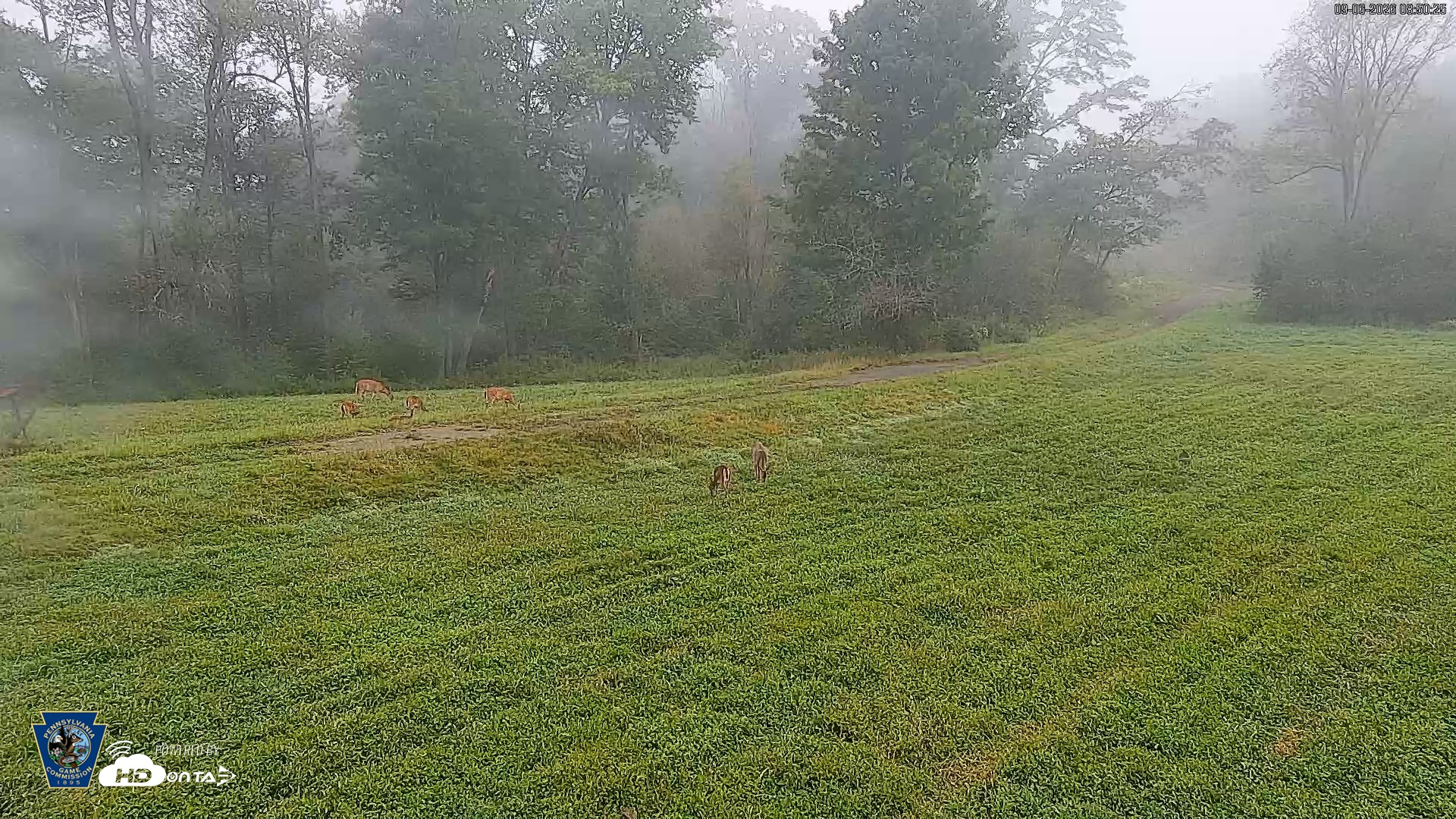 Snapshot of Pennsylvania Elk Live Webcam taken Sep 6, 2026, 8:51am EDT