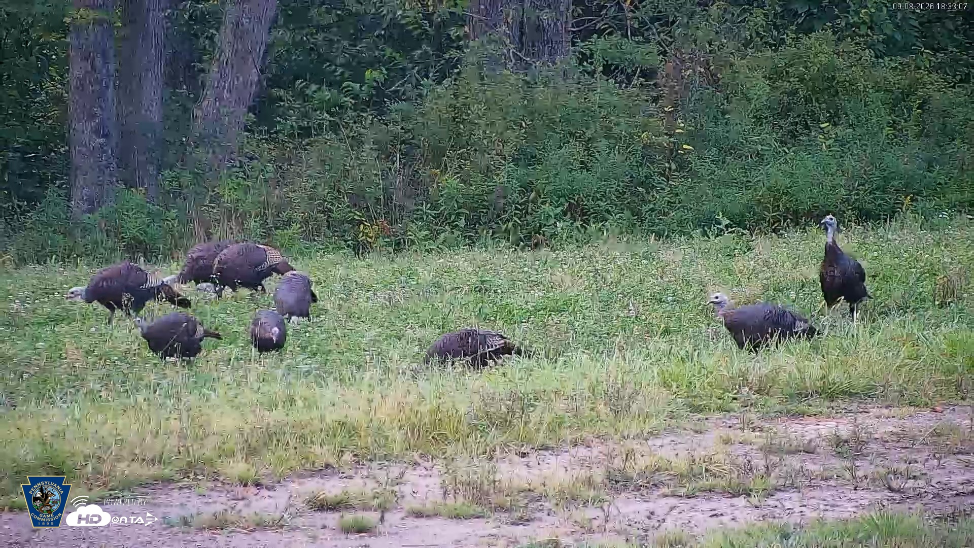 Snapshot of Pennsylvania Elk Live Webcam taken Sep 8, 2026, 6:34pm EDT