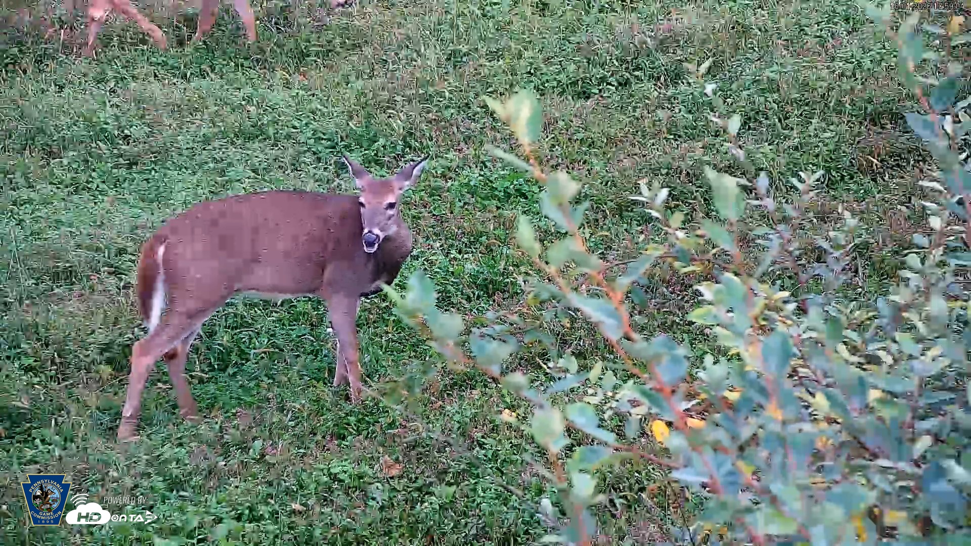 Snapshot of Pennsylvania Elk Live Webcam taken Oct 1, 2026, 6:00pm EDT