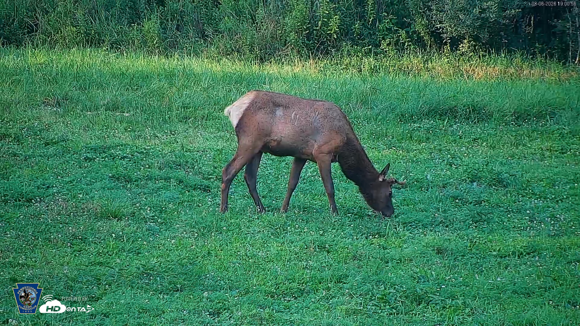 Snapshot of Pennsylvania Elk Live Webcam taken Aug 6, 2026, 7:01pm EDT