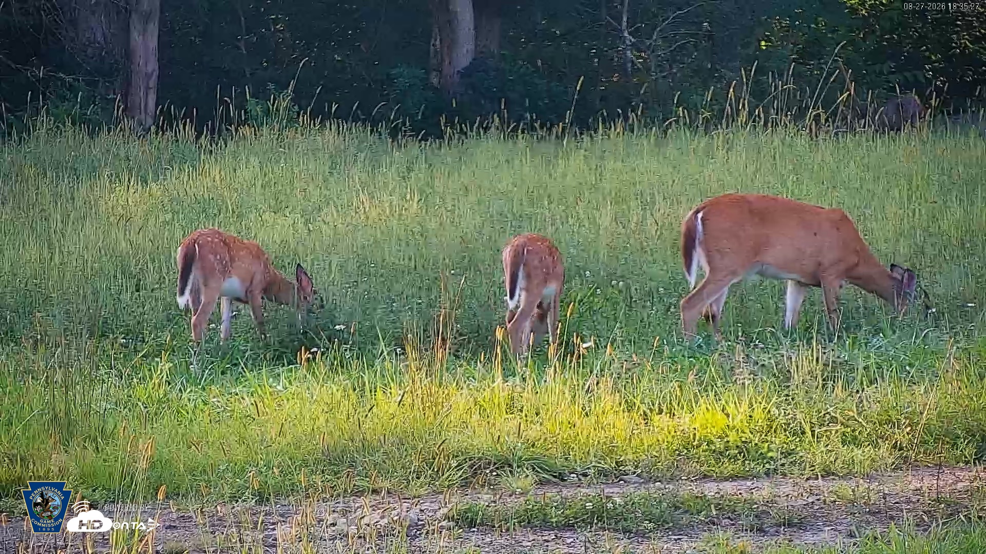 Snapshot of Pennsylvania Elk Live Webcam taken Aug 27, 2026, 6:36pm EDT