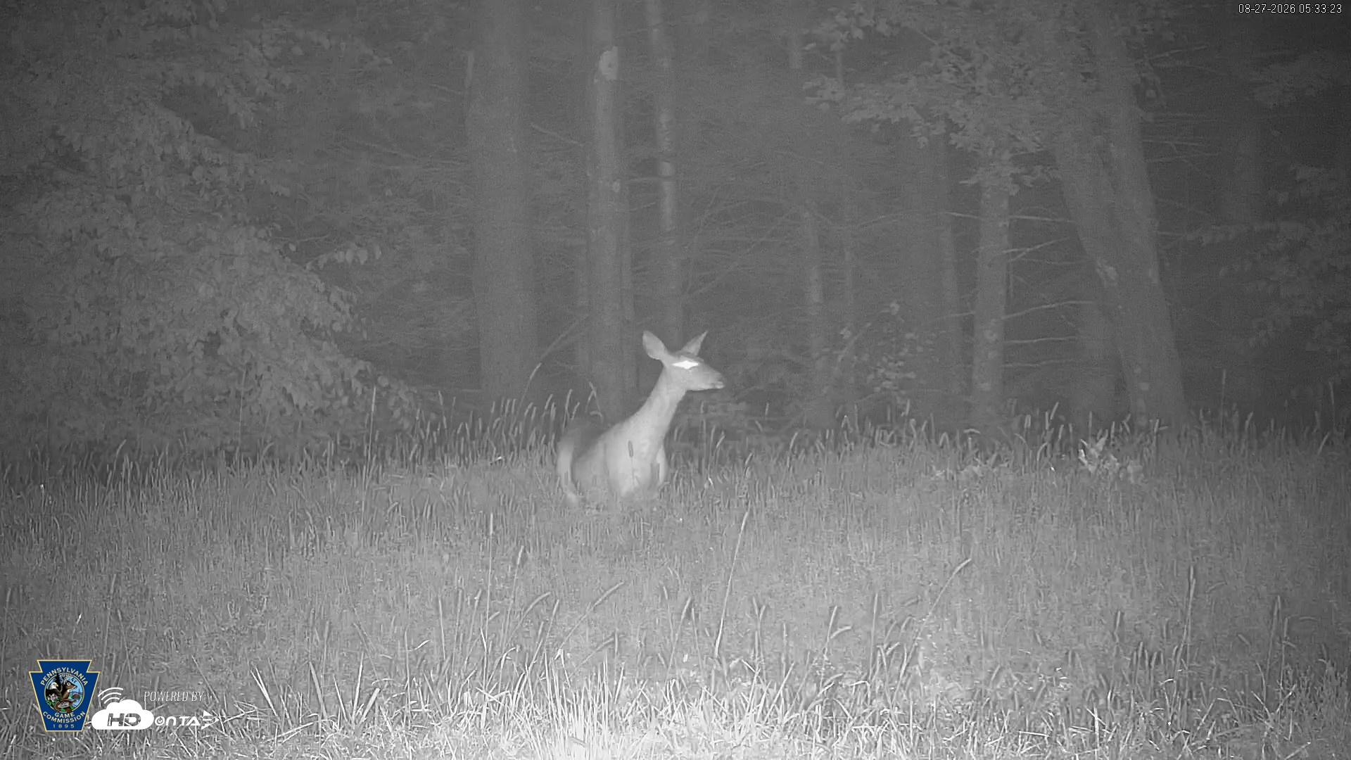 Snapshot of Pennsylvania Elk Live Webcam taken Aug 27, 2026, 5:34am EDT