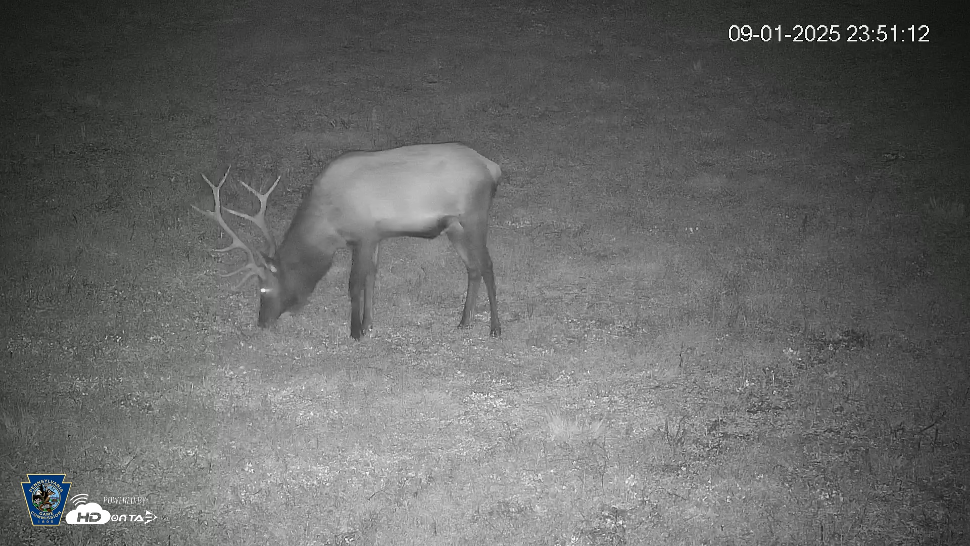 Snapshot of Pennsylvania Elk Live Webcam taken Sep 1, 2025, 11:51pm EDT