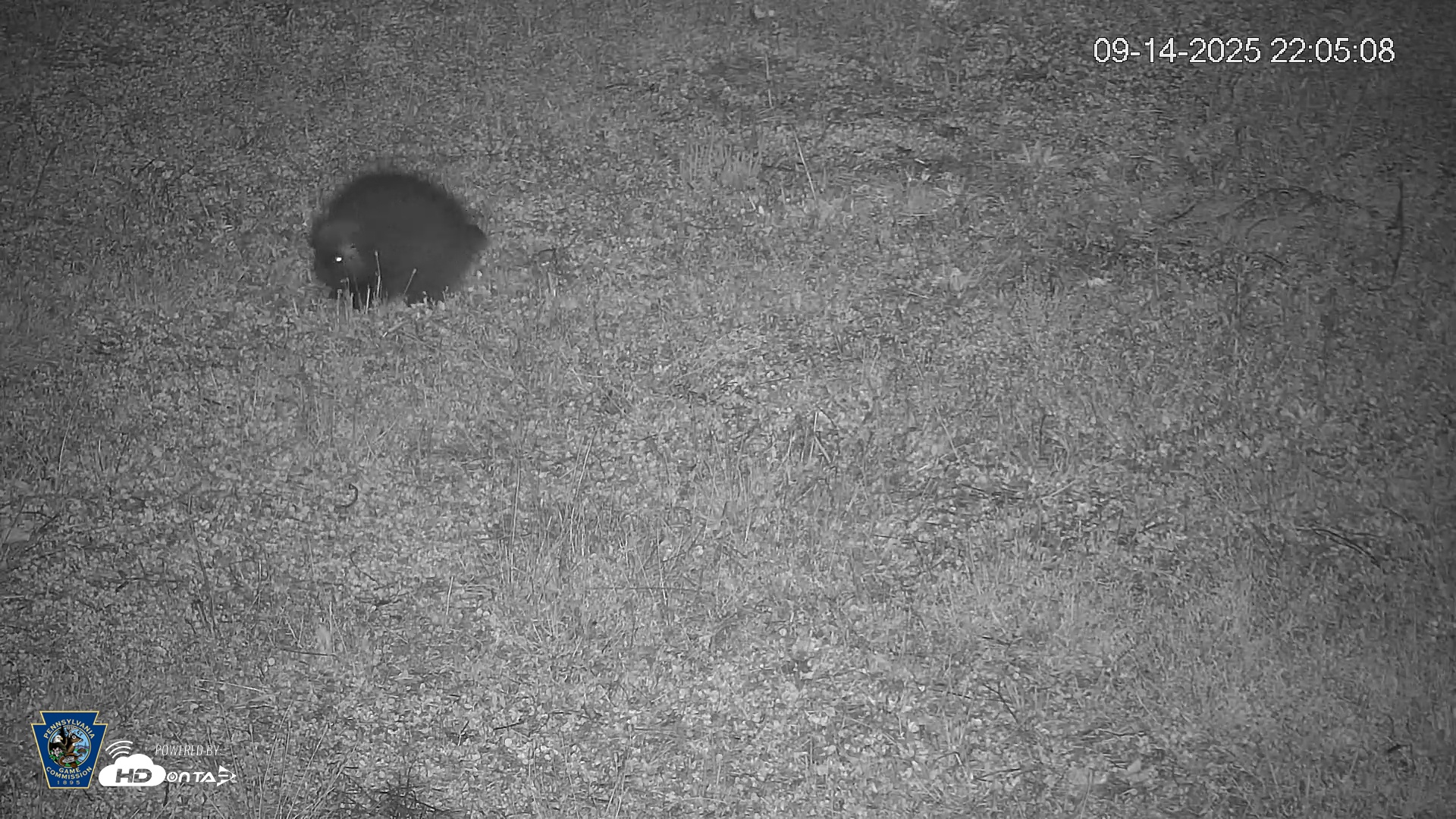 Snapshot of Pennsylvania Elk Live Webcam taken Sep 14, 2025, 10:05pm EDT