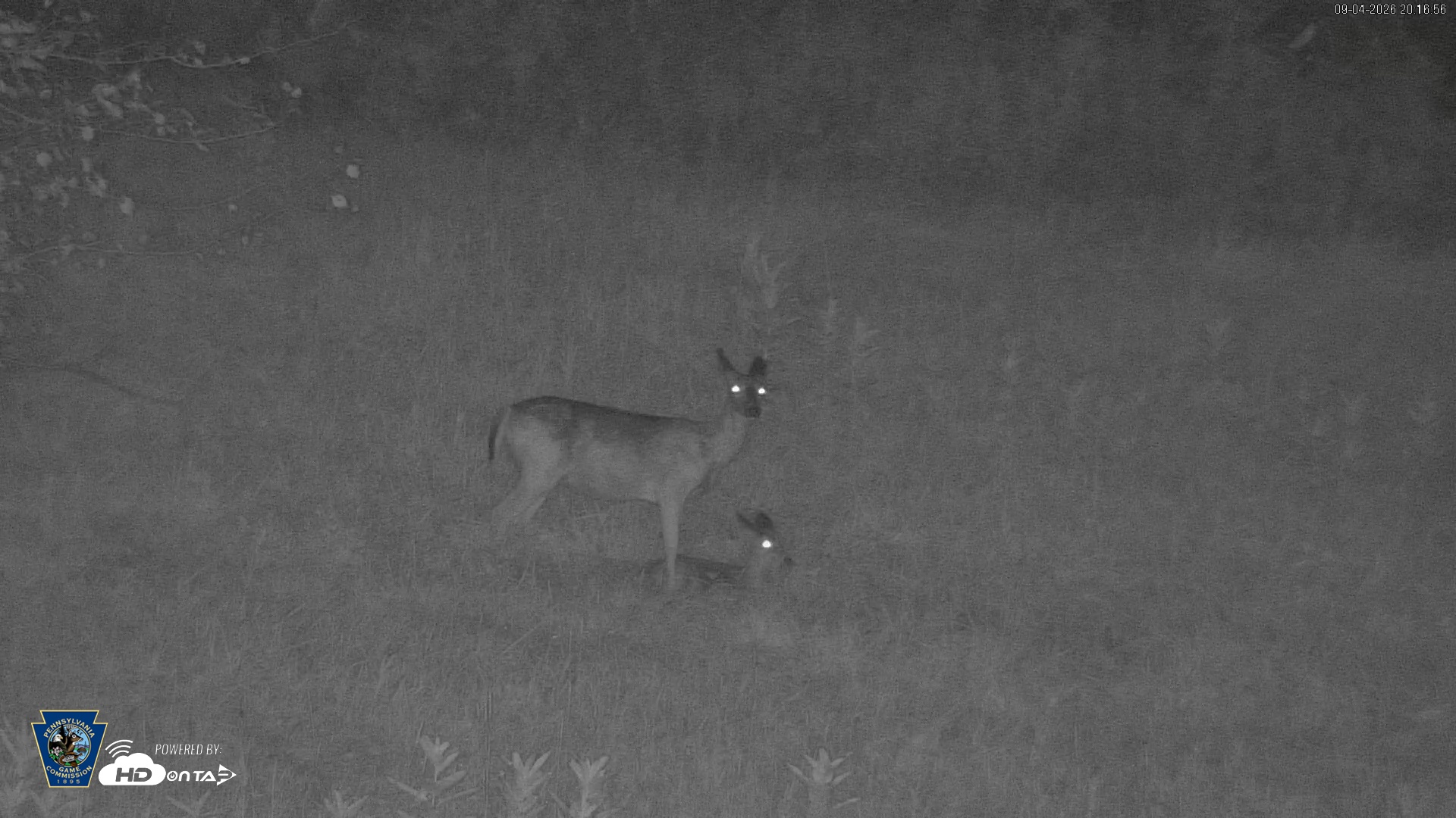 Snapshot of Pennsylvania Elk Live Webcam taken Sep 4, 2026, 8:17pm EDT