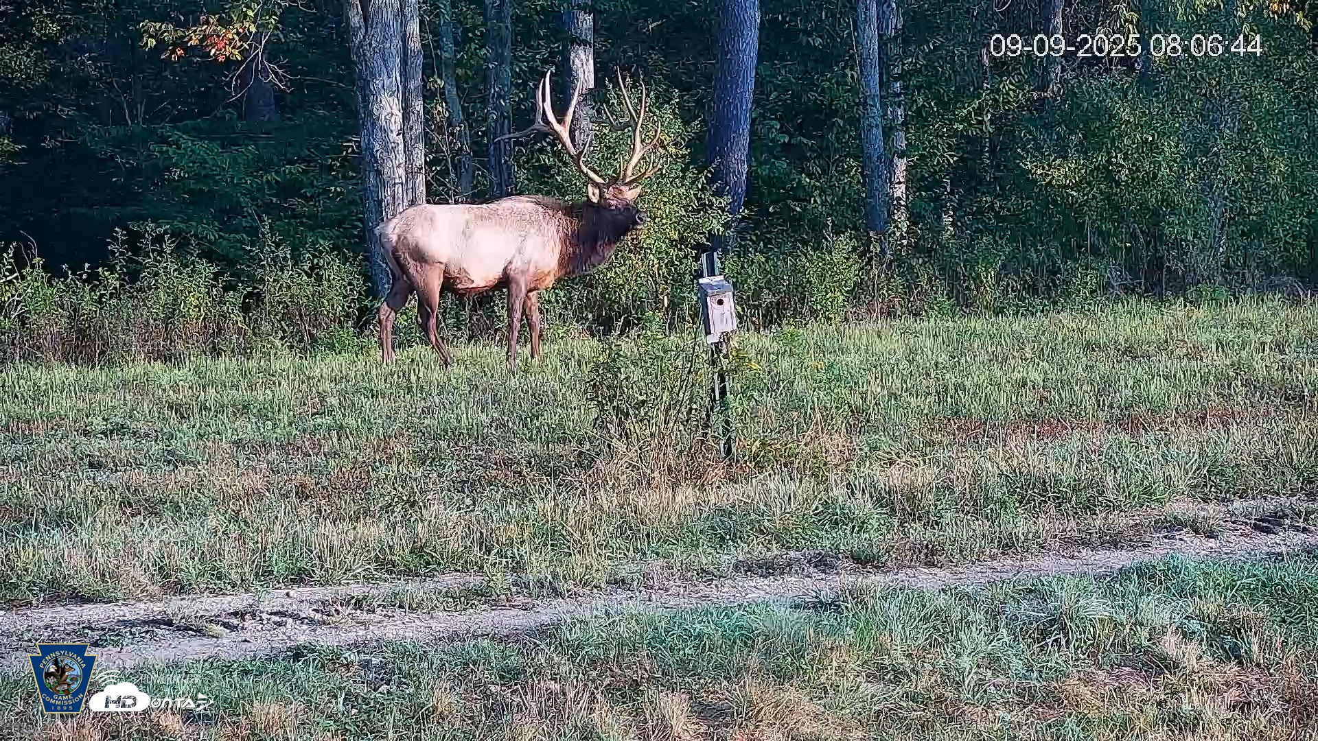Snapshot of Pennsylvania Elk Live Webcam taken Sep 9, 2025, 8:07am EDT