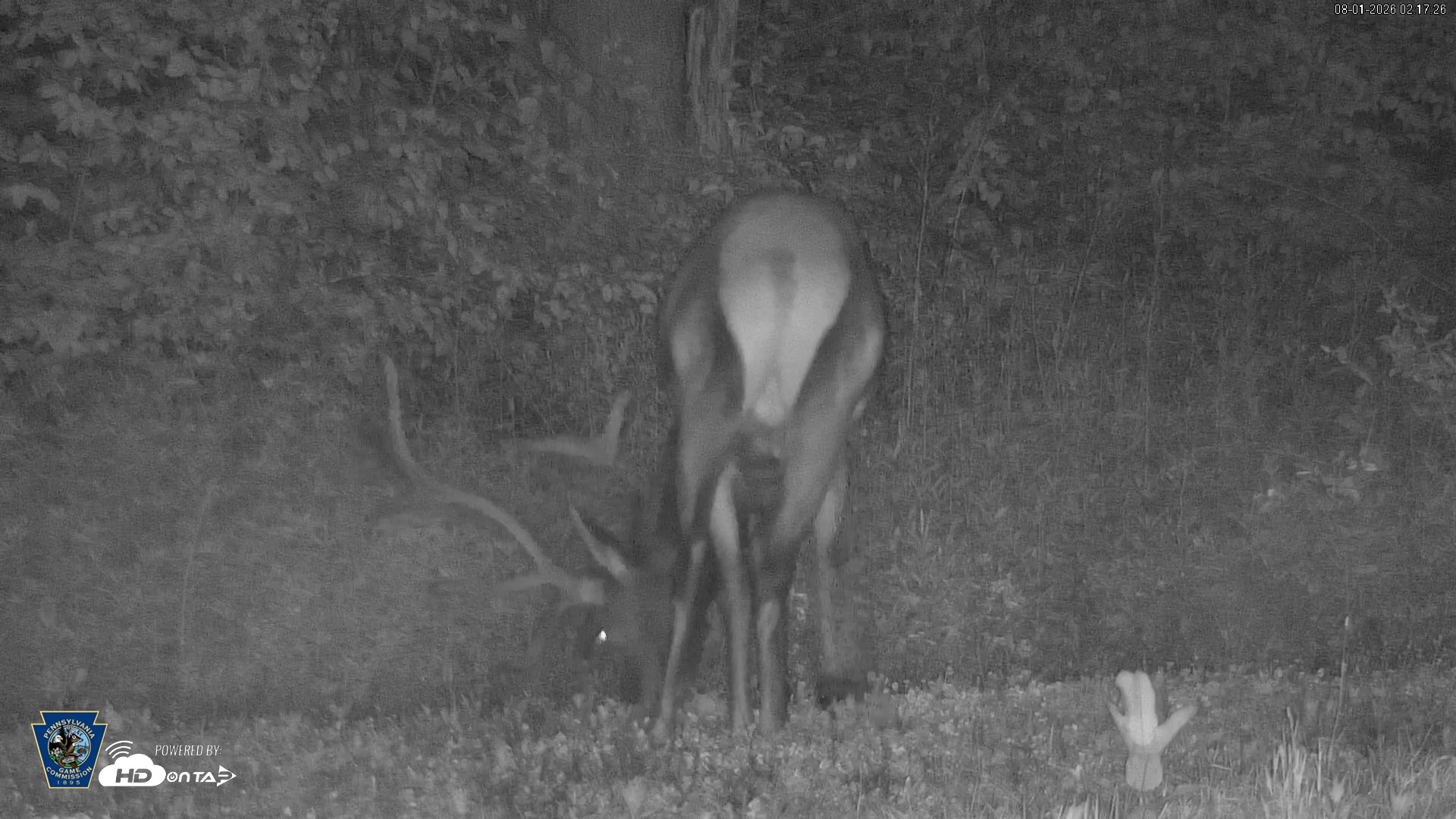 Snapshot of Pennsylvania Elk Live Webcam taken Aug 1, 2026, 2:19am EDT