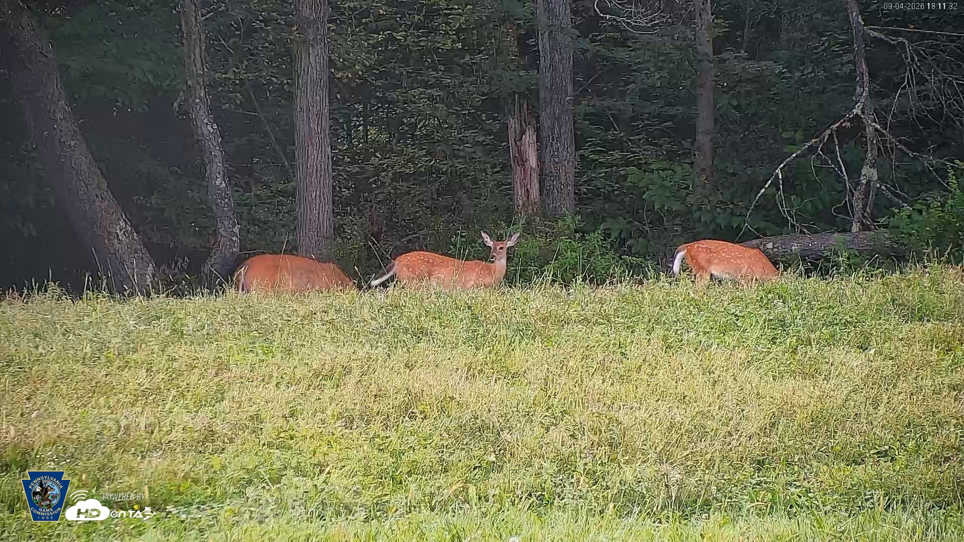 Snapshot of Pennsylvania Elk Live Webcam taken Sep 4, 2026, 6:12pm EDT