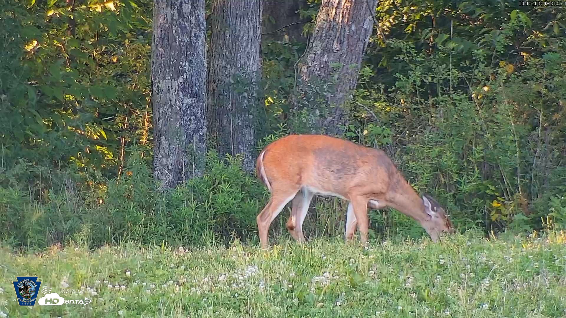 Snapshot of Pennsylvania Elk Live Webcam taken Sep 5, 2026, 6:31pm EDT