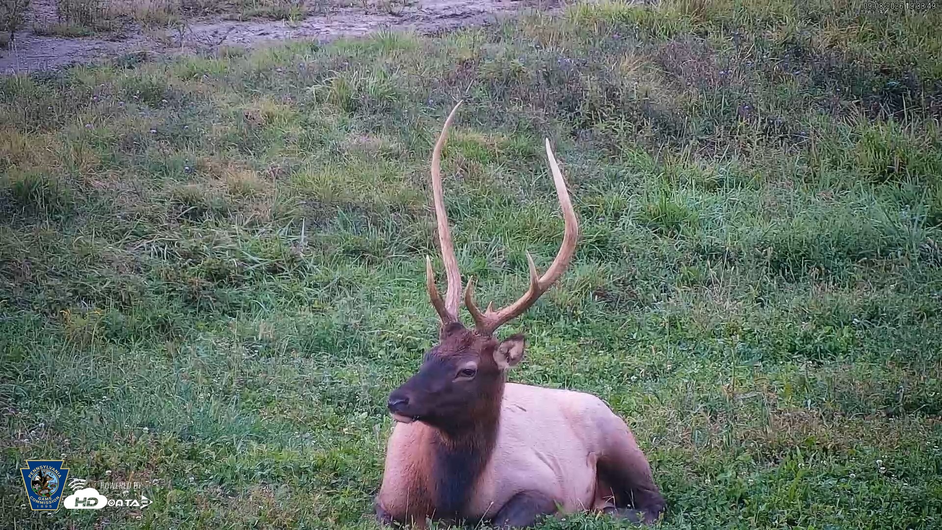 Snapshot of Pennsylvania Elk Live Webcam taken Sep 8, 2026, 7:34pm EDT