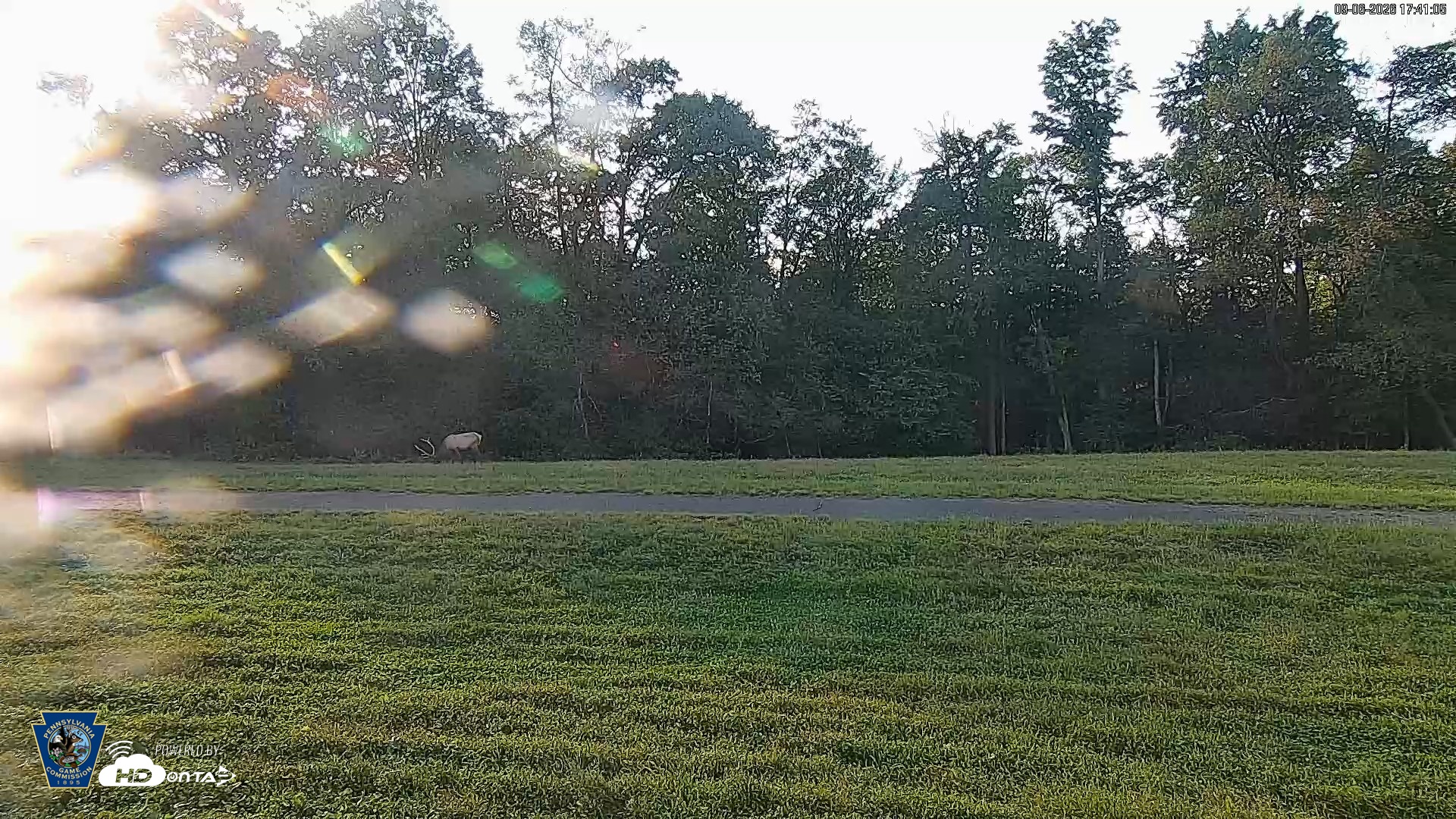 Snapshot of Pennsylvania Elk Live Webcam taken Sep 6, 2026, 5:41pm EDT