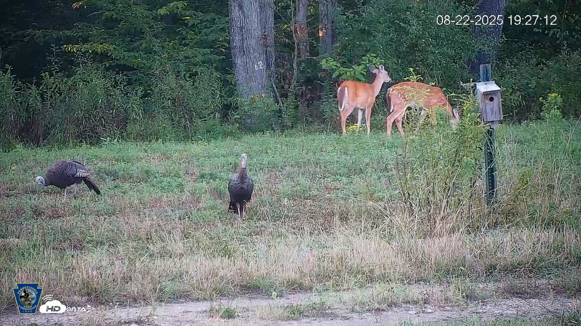 Snapshot of Pennsylvania Elk Live Webcam taken Aug 22, 2025, 7:27pm EDT