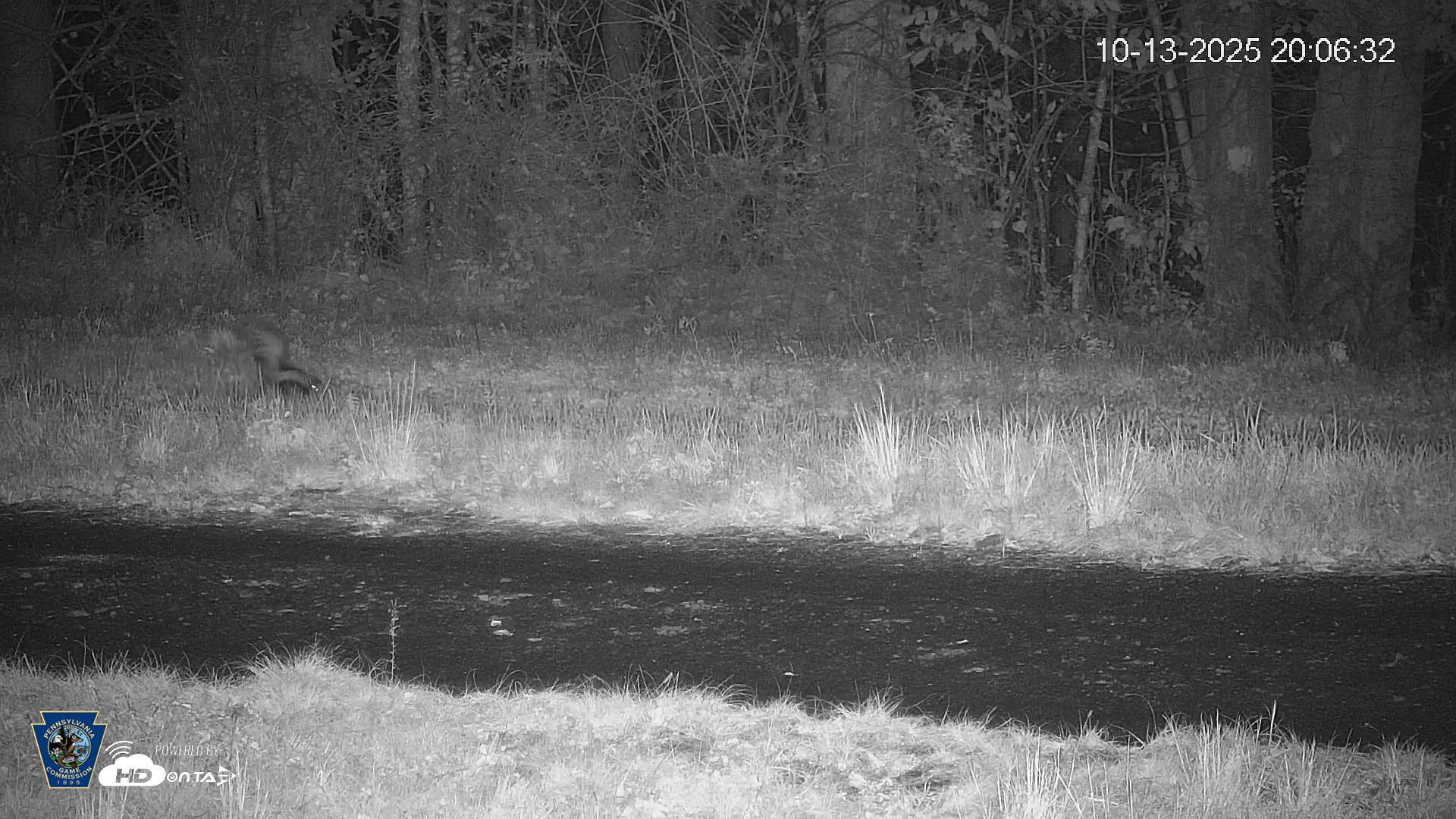 Snapshot of Pennsylvania Elk Live Webcam taken Oct 13, 2025, 8:07pm EDT