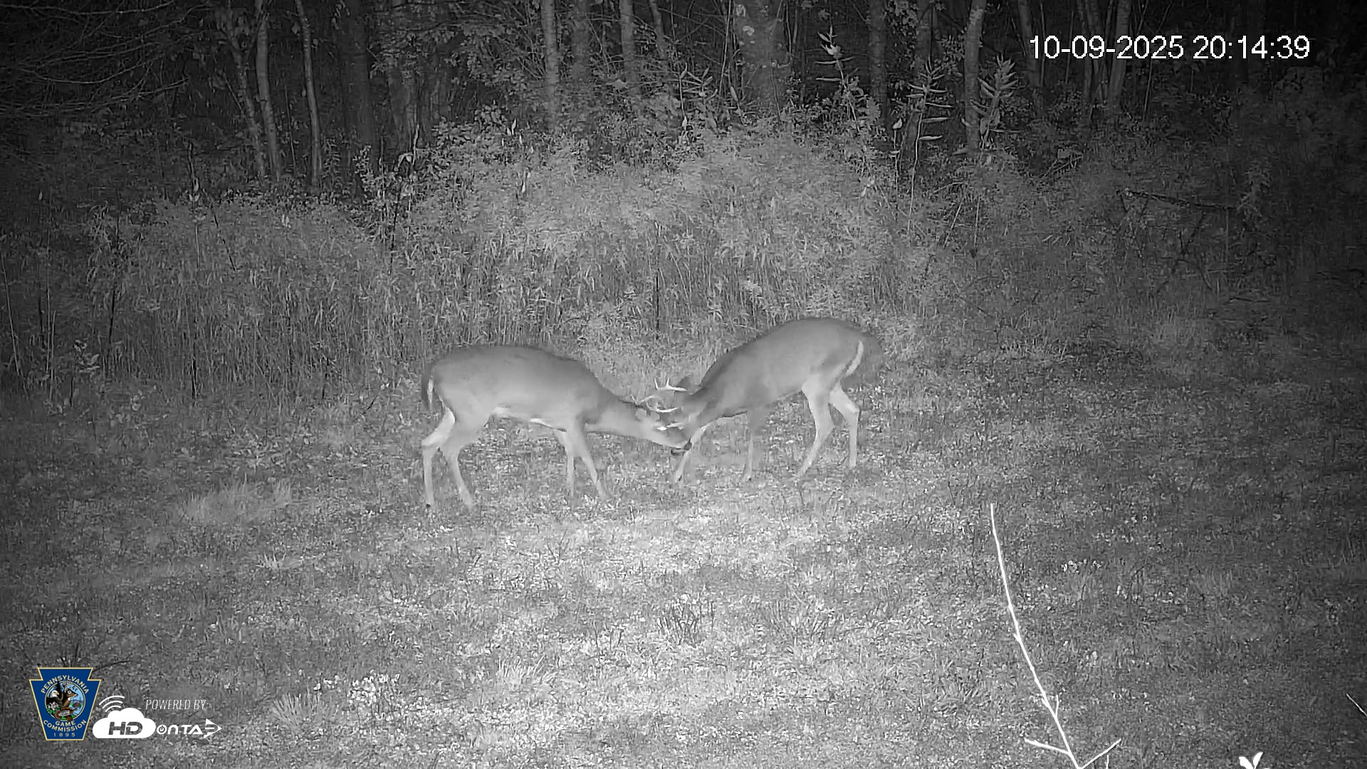 Snapshot of Pennsylvania Elk Live Webcam taken Oct 9, 2025, 8:15pm EDT