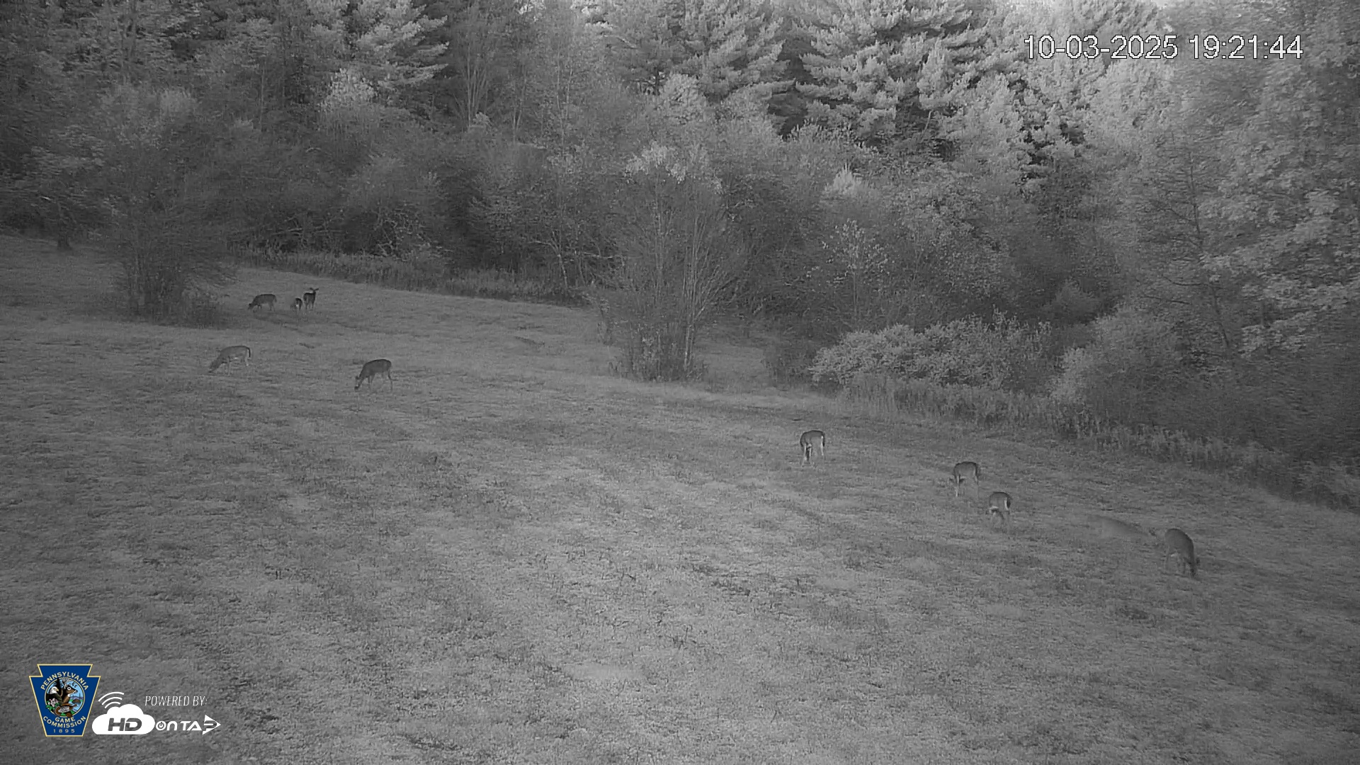 Snapshot of Pennsylvania Elk Live Webcam taken Oct 3, 2025, 7:22pm EDT