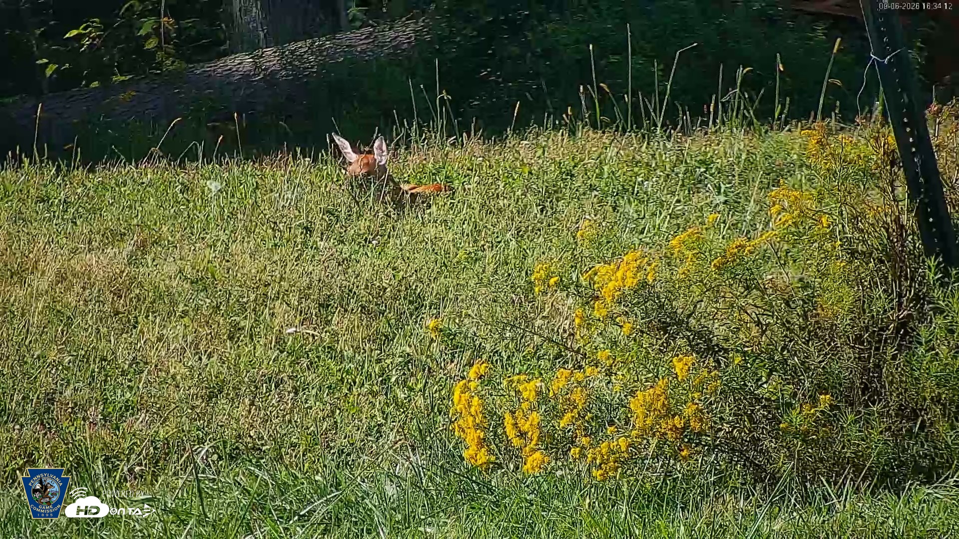Snapshot of Pennsylvania Elk Live Webcam taken Sep 6, 2026, 4:34pm EDT