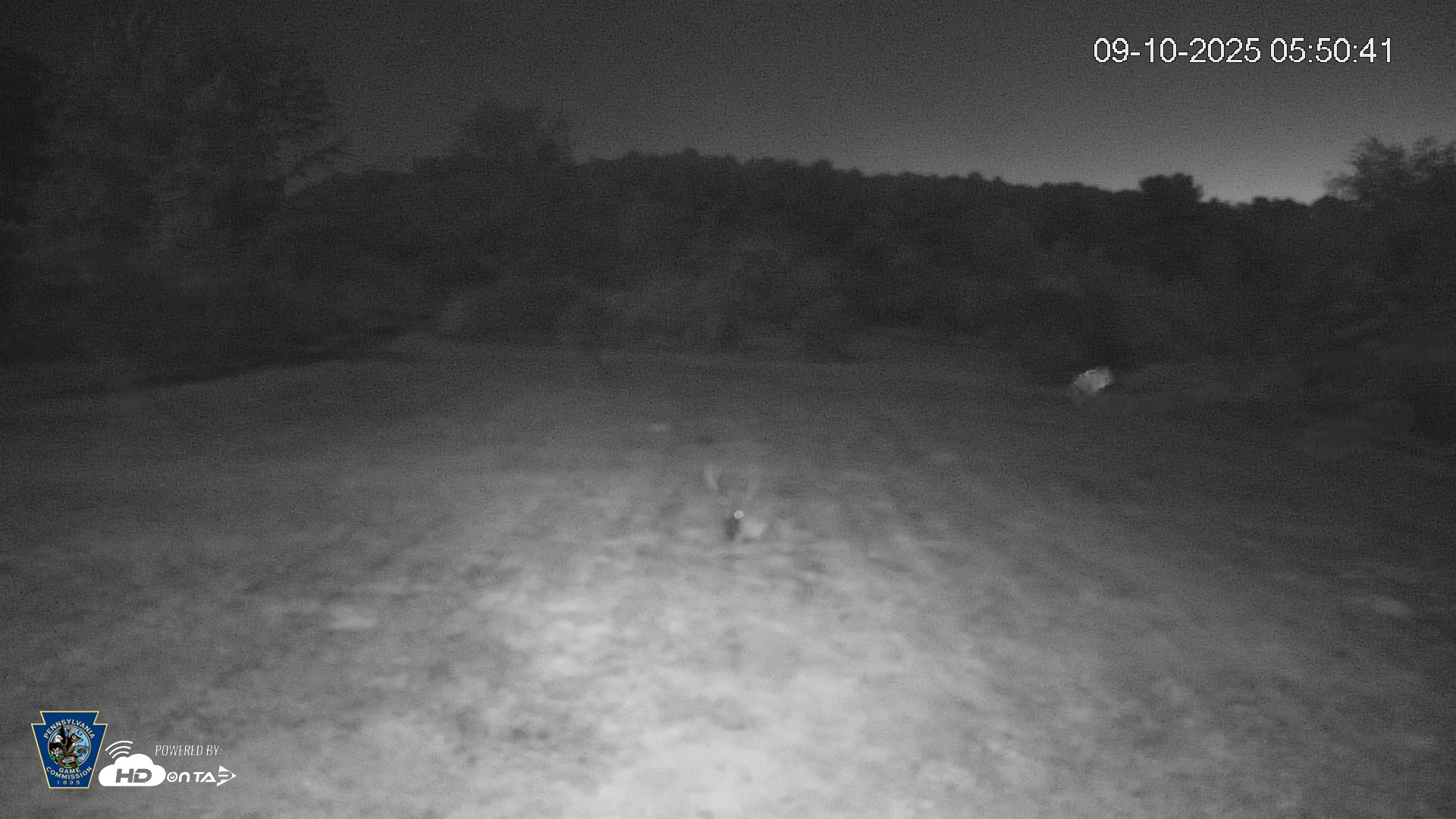 Snapshot of Pennsylvania Elk Live Webcam taken Sep 10, 2025, 5:51am EDT