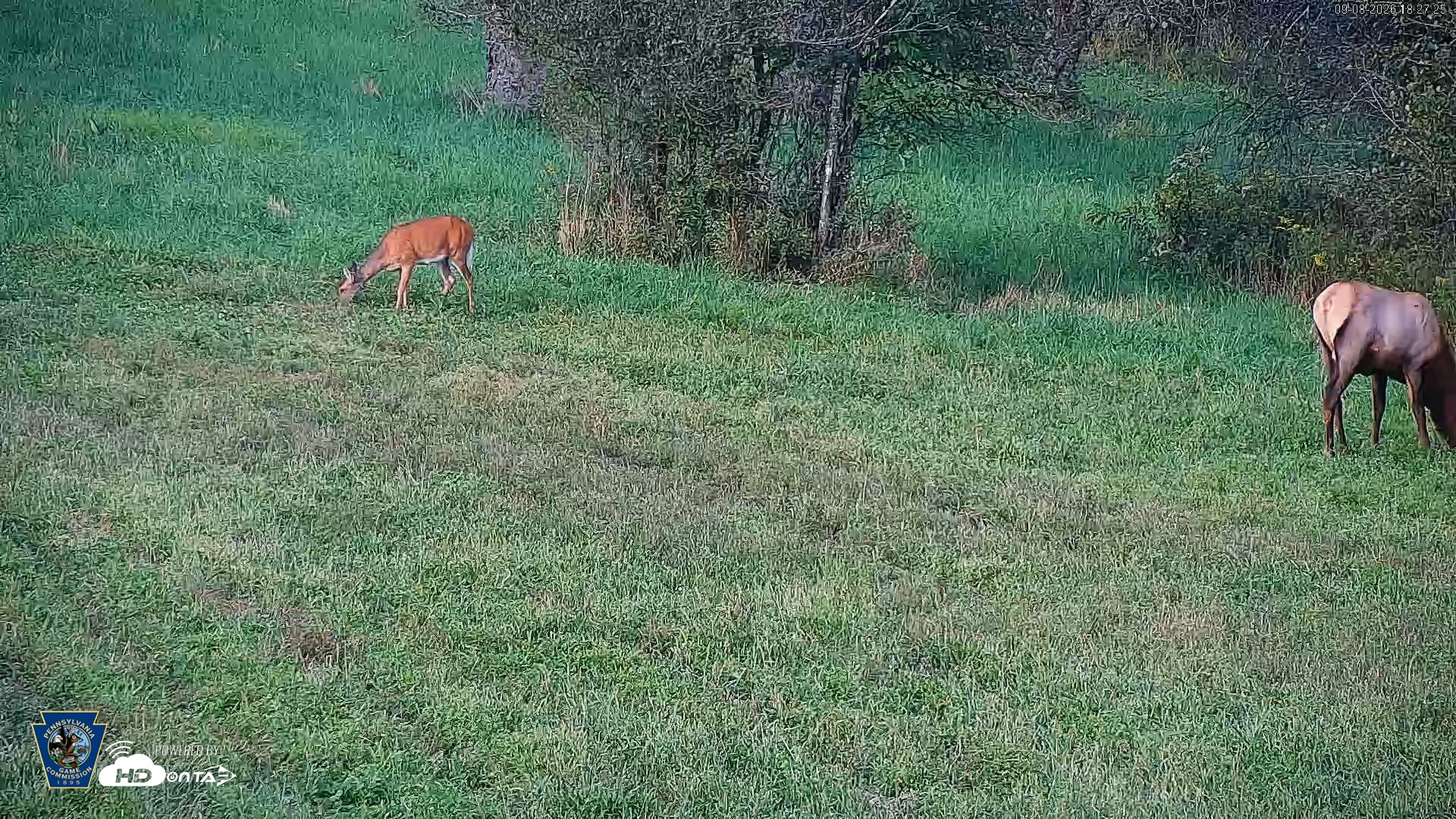 Snapshot of Pennsylvania Elk Live Webcam taken Sep 8, 2026, 6:28pm EDT