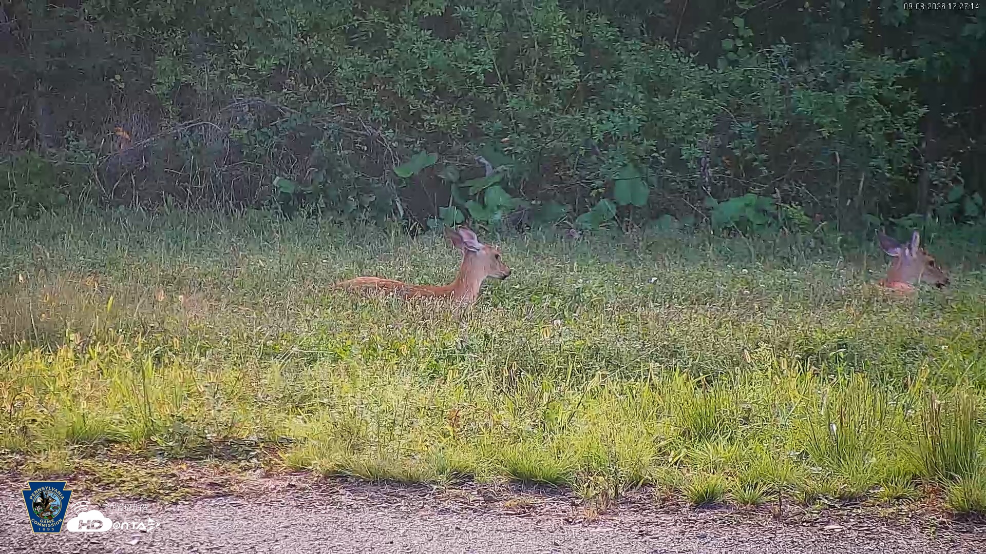 Snapshot of Pennsylvania Elk Live Webcam taken Sep 8, 2026, 5:28pm EDT