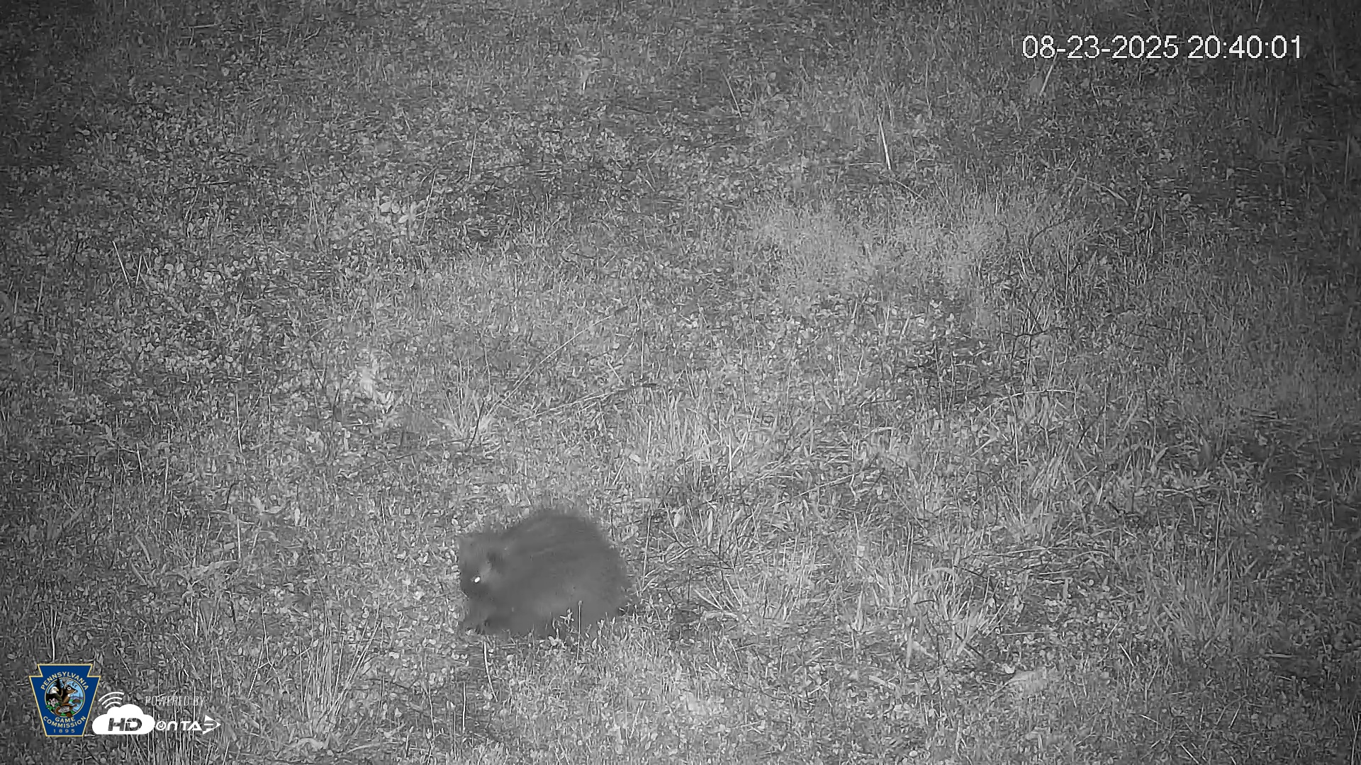 Snapshot of Pennsylvania Elk Live Webcam taken Aug 23, 2025, 8:40pm EDT