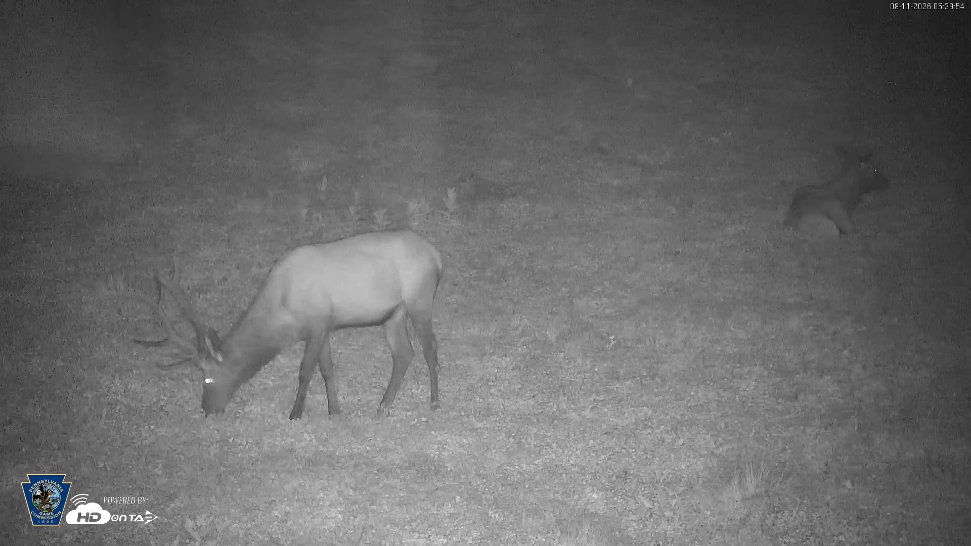 Snapshot of Pennsylvania Elk Live Webcam taken Aug 11, 2026, 5:30am EDT