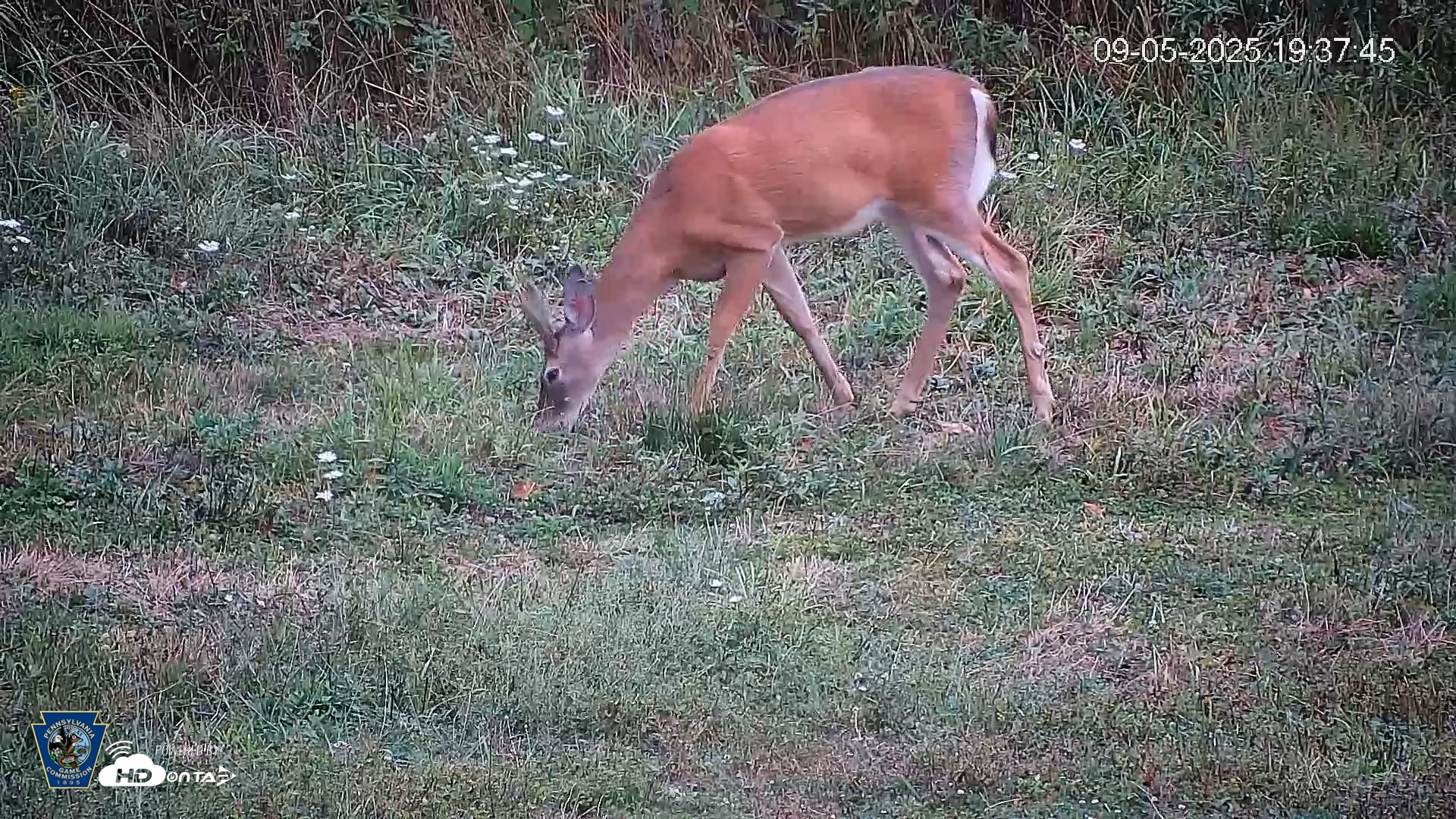 Snapshot of Pennsylvania Elk Live Webcam taken Sep 5, 2025, 7:38pm EDT