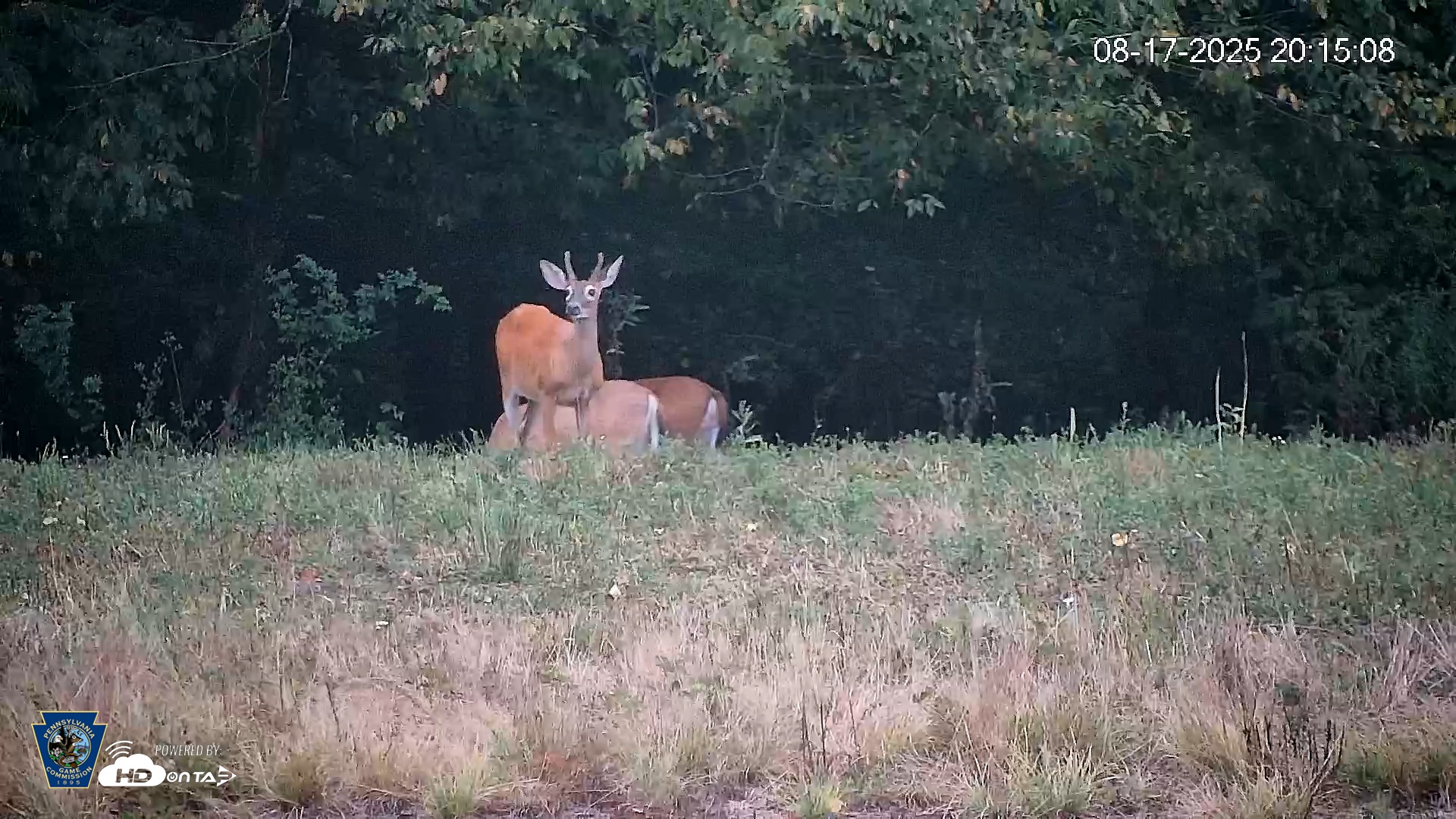 Snapshot of Pennsylvania Elk Live Webcam taken Aug 17, 2025, 8:15pm EDT