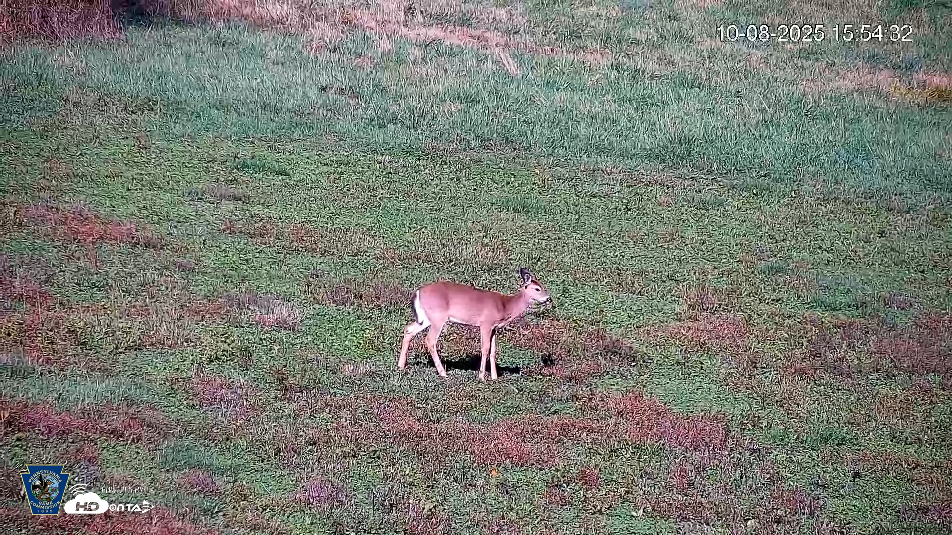 Snapshot of Pennsylvania Elk Live Webcam taken Oct 8, 2025, 3:55pm EDT