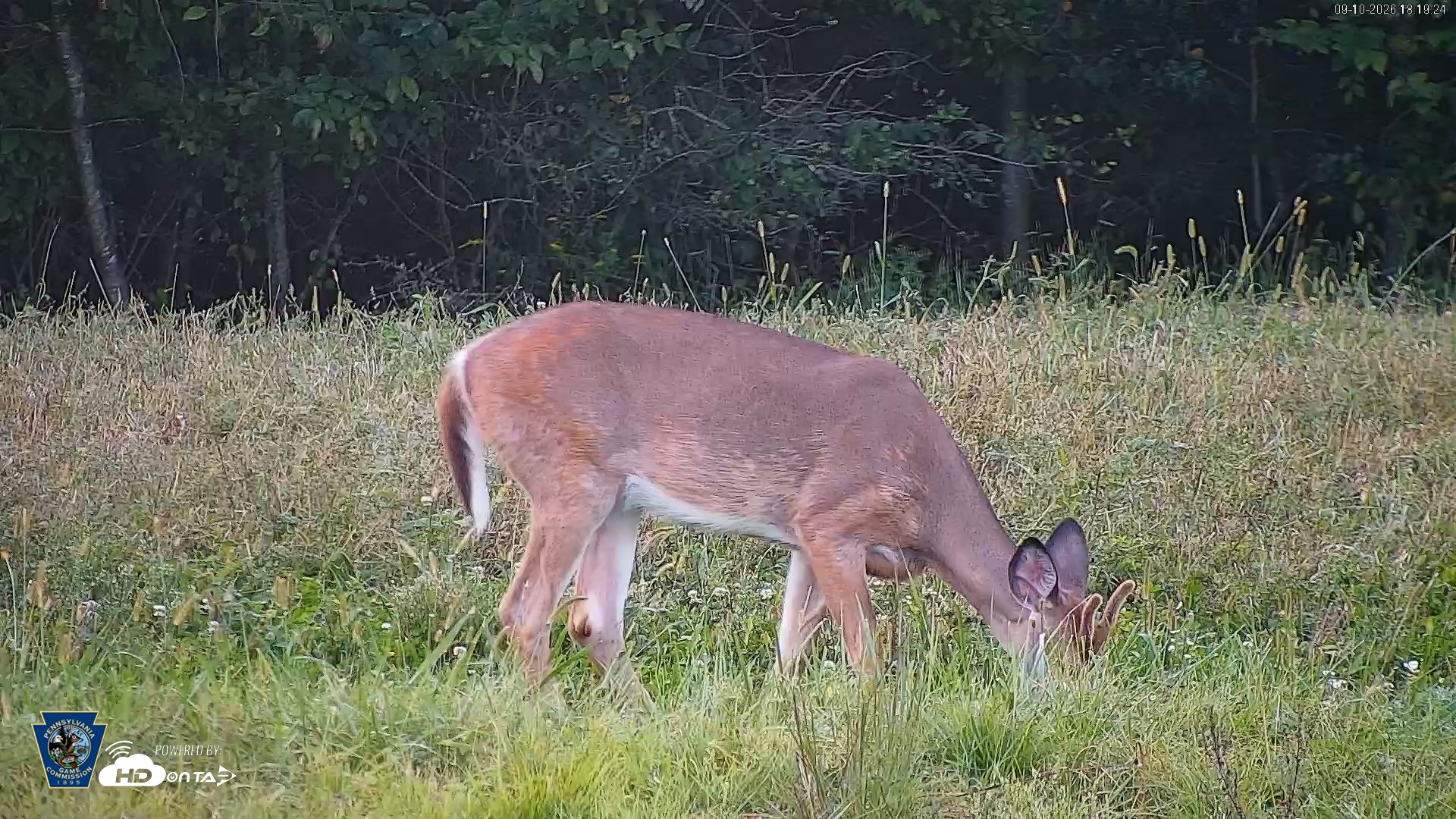 Snapshot of Pennsylvania Elk Live Webcam taken Sep 10, 2026, 6:21pm EDT
