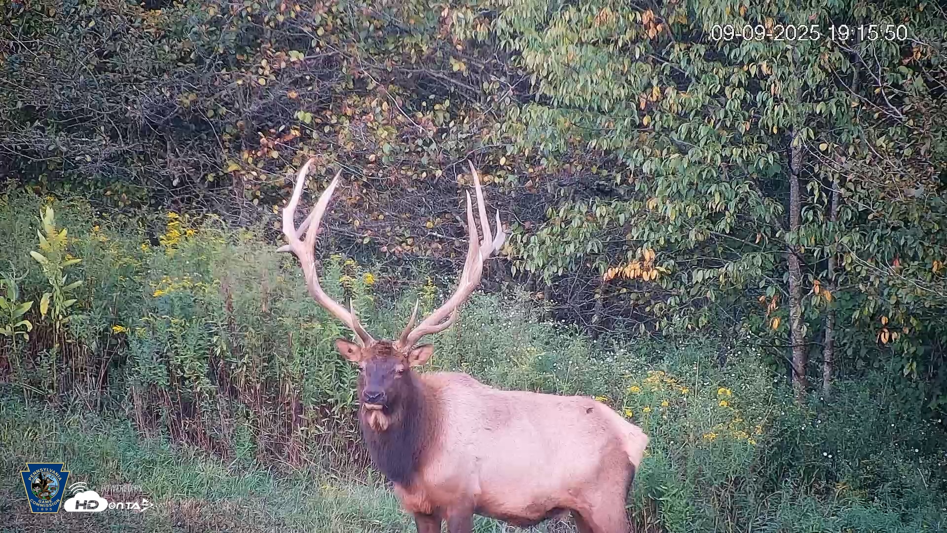 Snapshot of Pennsylvania Elk Live Webcam taken Sep 9, 2025, 7:16pm EDT