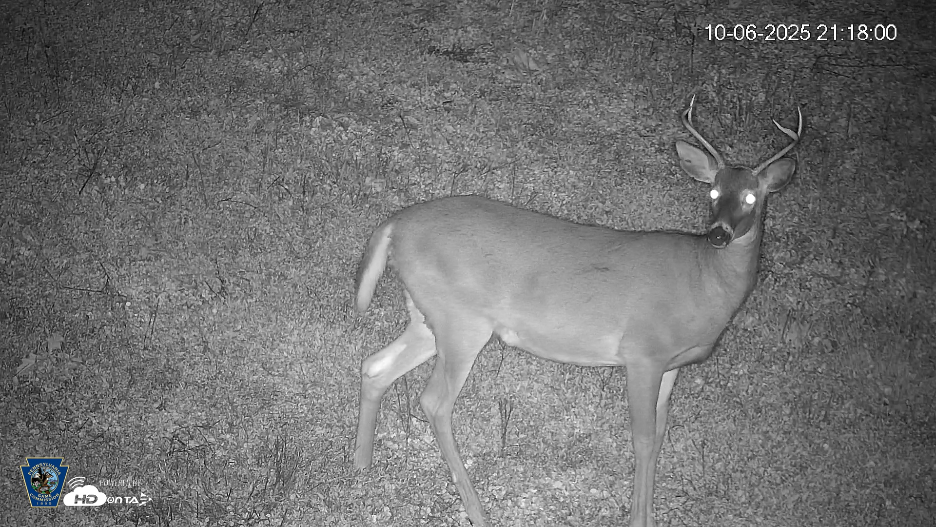 Snapshot of Pennsylvania Elk Live Webcam taken Oct 6, 2025, 9:18pm EDT