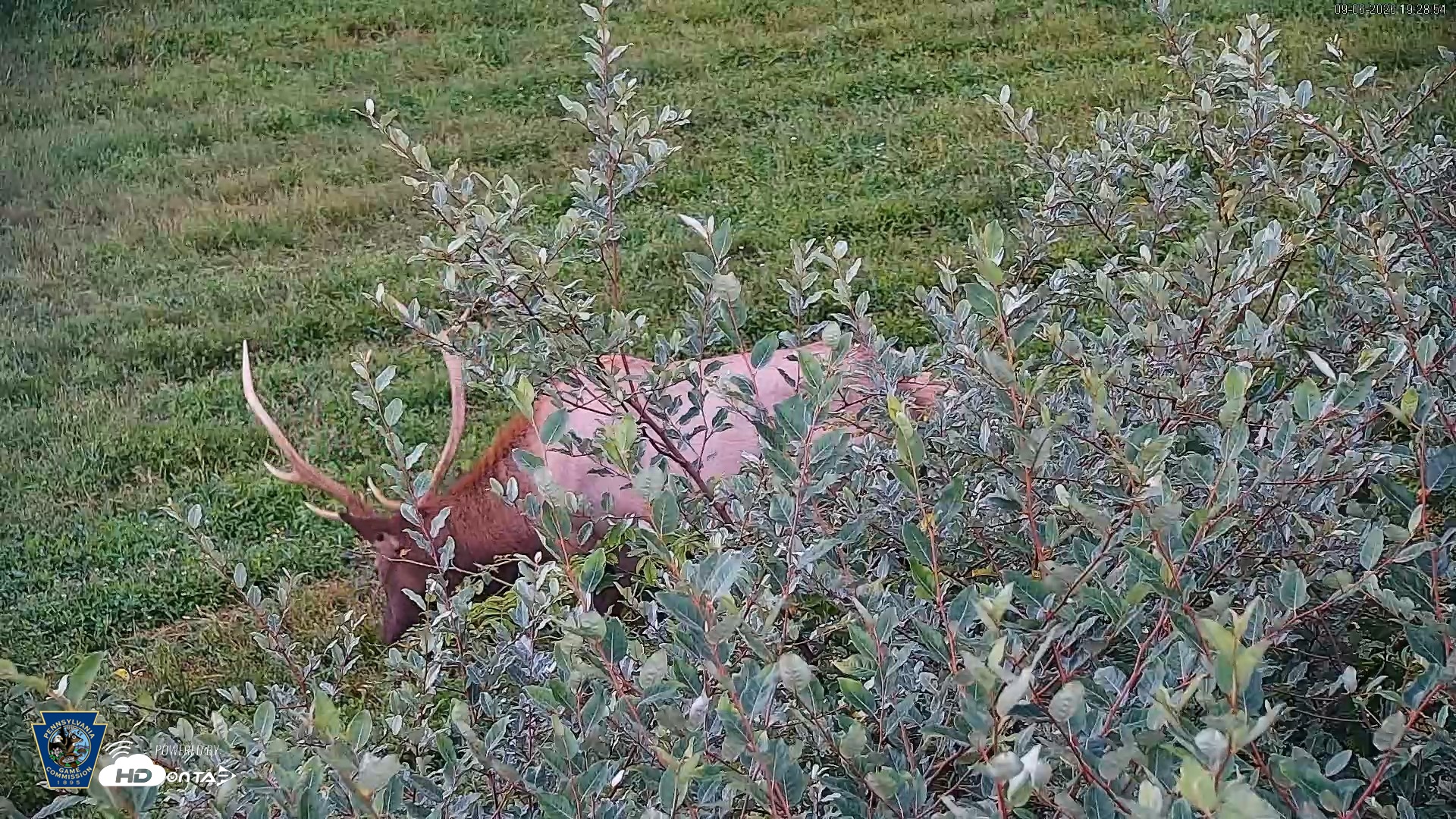 Snapshot of Pennsylvania Elk Live Webcam taken Sep 6, 2026, 7:29pm EDT
