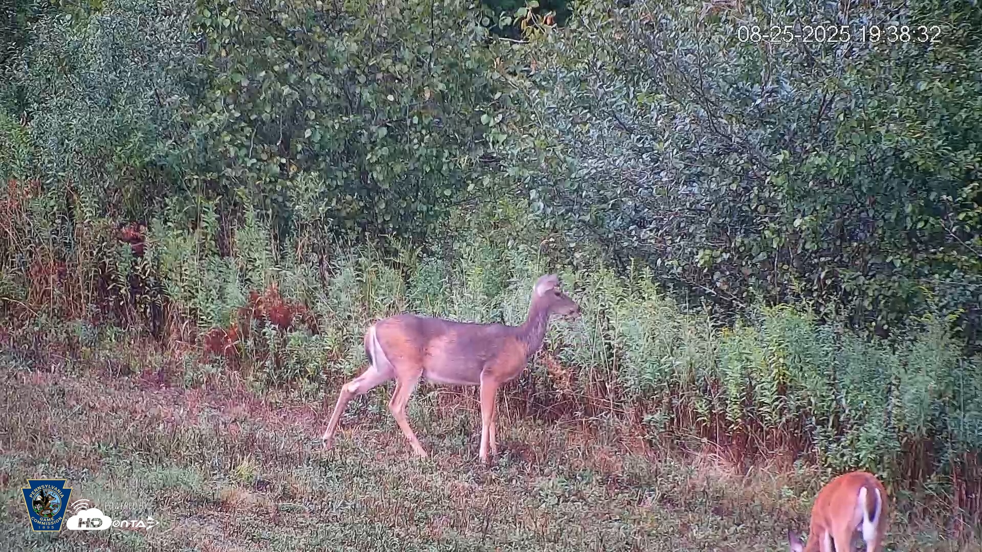 Snapshot of Pennsylvania Elk Live Webcam taken Aug 25, 2025, 7:39pm EDT