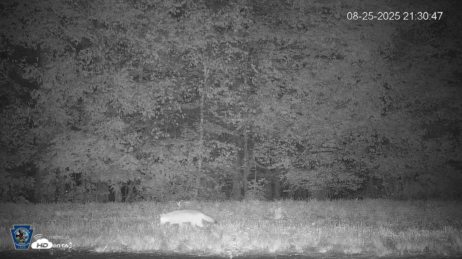 Snapshot of Pennsylvania Elk Live Webcam taken Aug 25, 2025, 9:32pm EDT