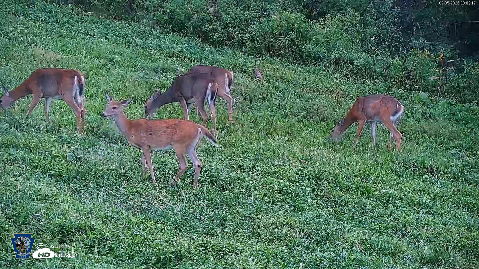 Snapshot of Pennsylvania Elk Live Webcam taken Sep 5, 2026, 8:03am EDT