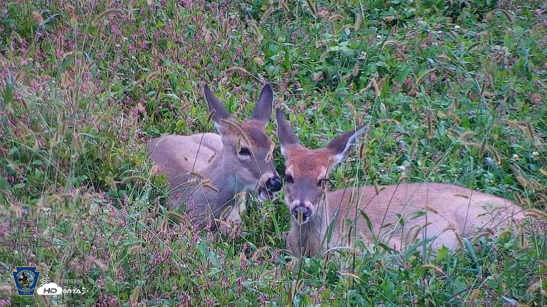 Snapshot of Pennsylvania Elk Live Webcam taken Oct 1, 2026, 8:29am EDT