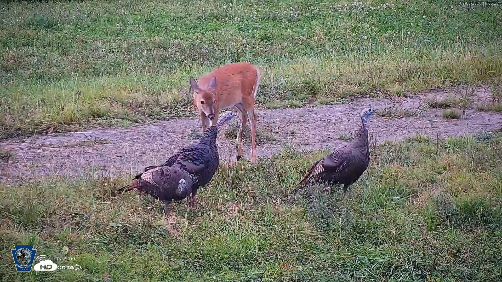 Snapshot of Pennsylvania Elk Live Webcam taken Sep 8, 2026, 6:36pm EDT